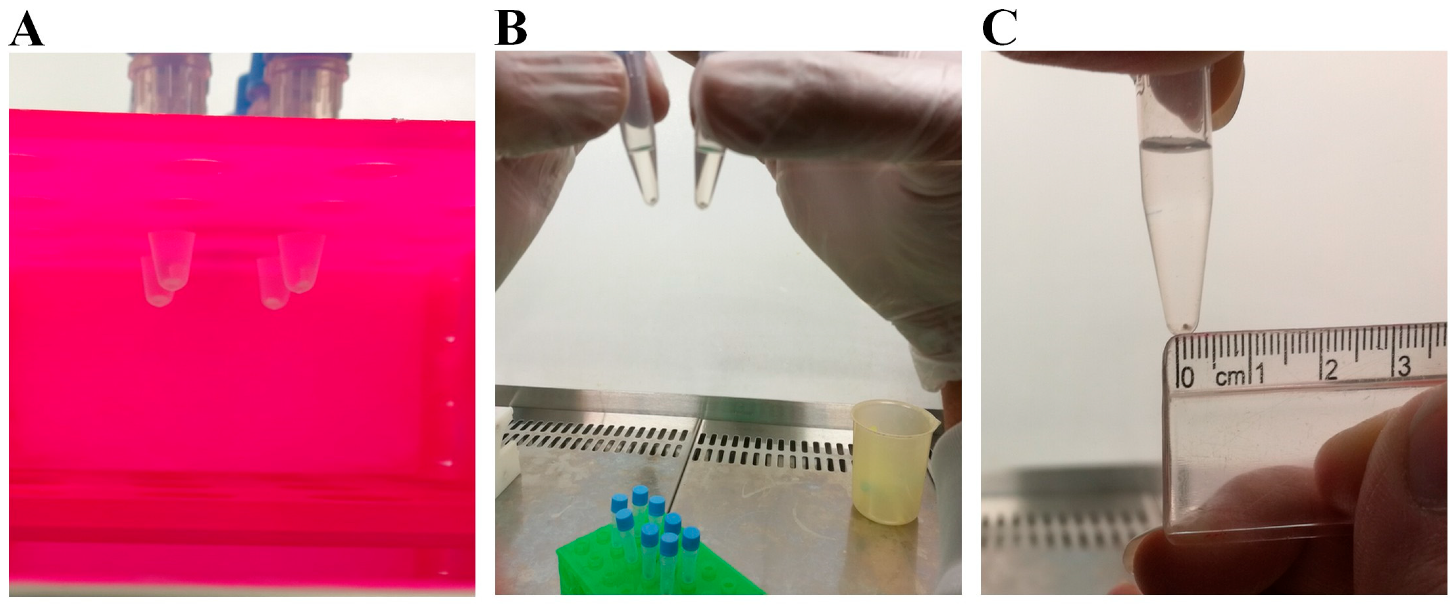 Biology 13 00560 g003