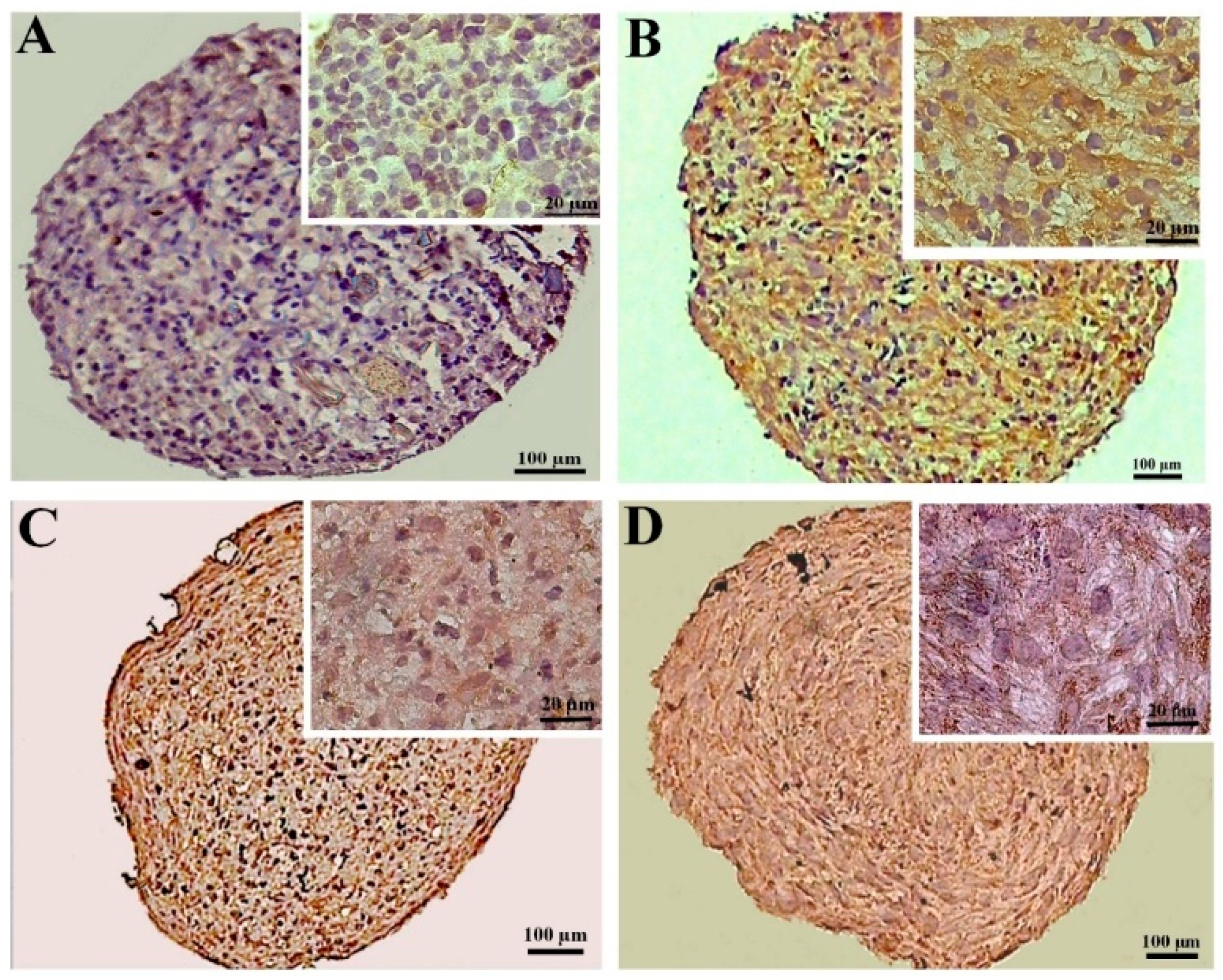 Biology 13 00560 g006