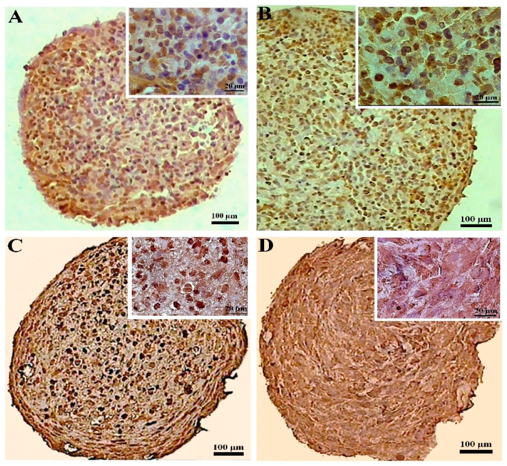 Biology 13 00560 g007