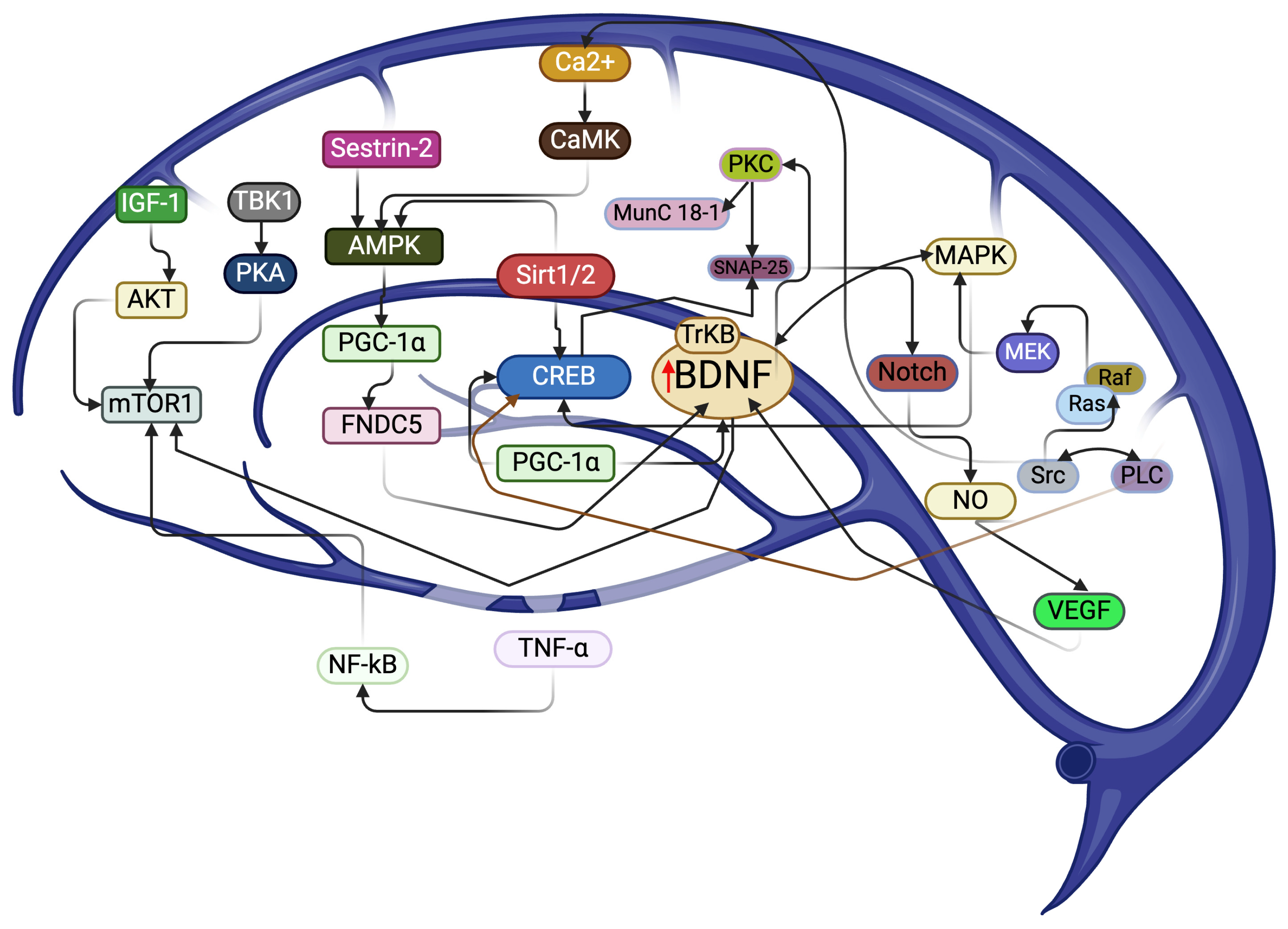 Biology 13 00562 g001