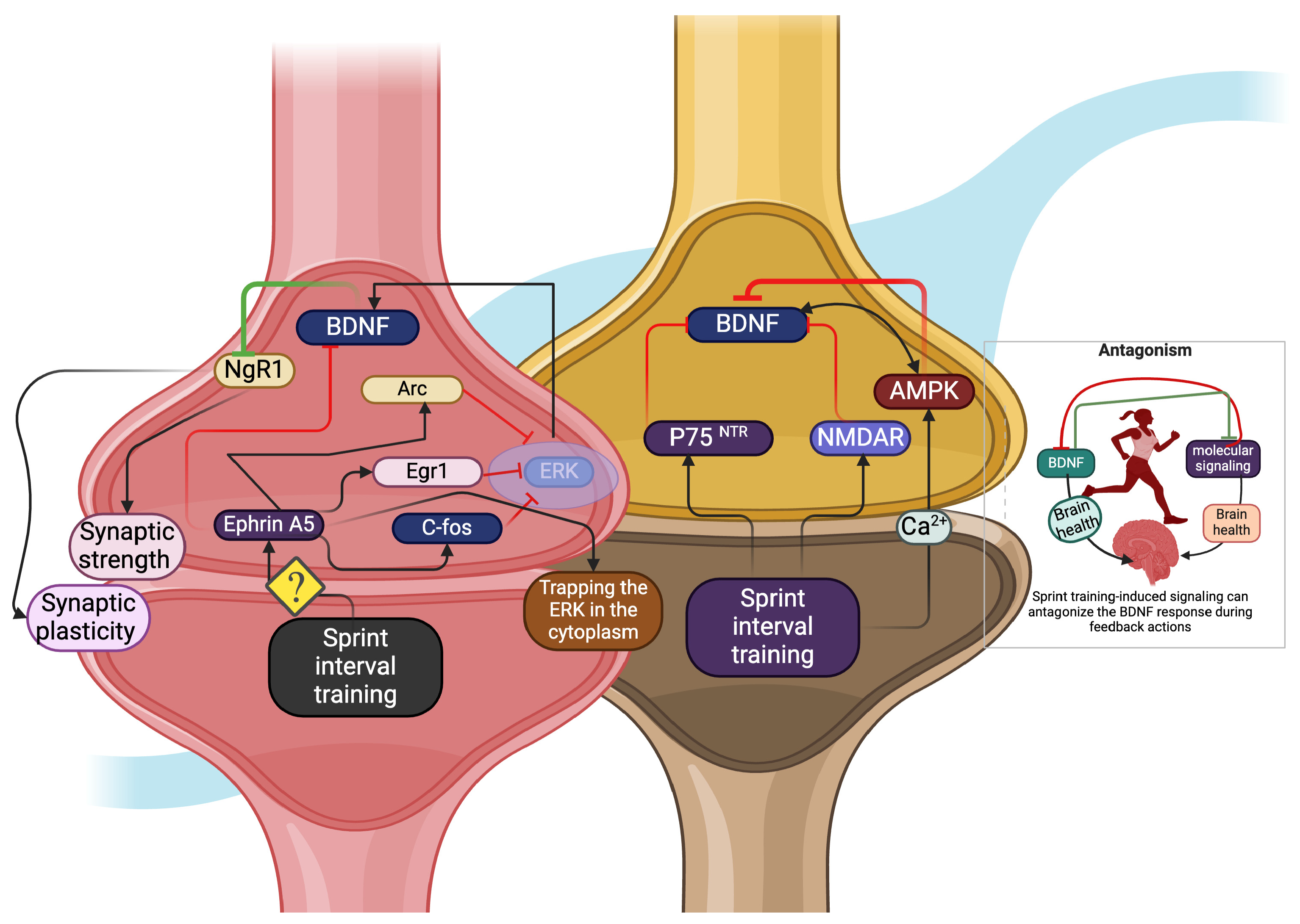 Biology 13 00562 g002
