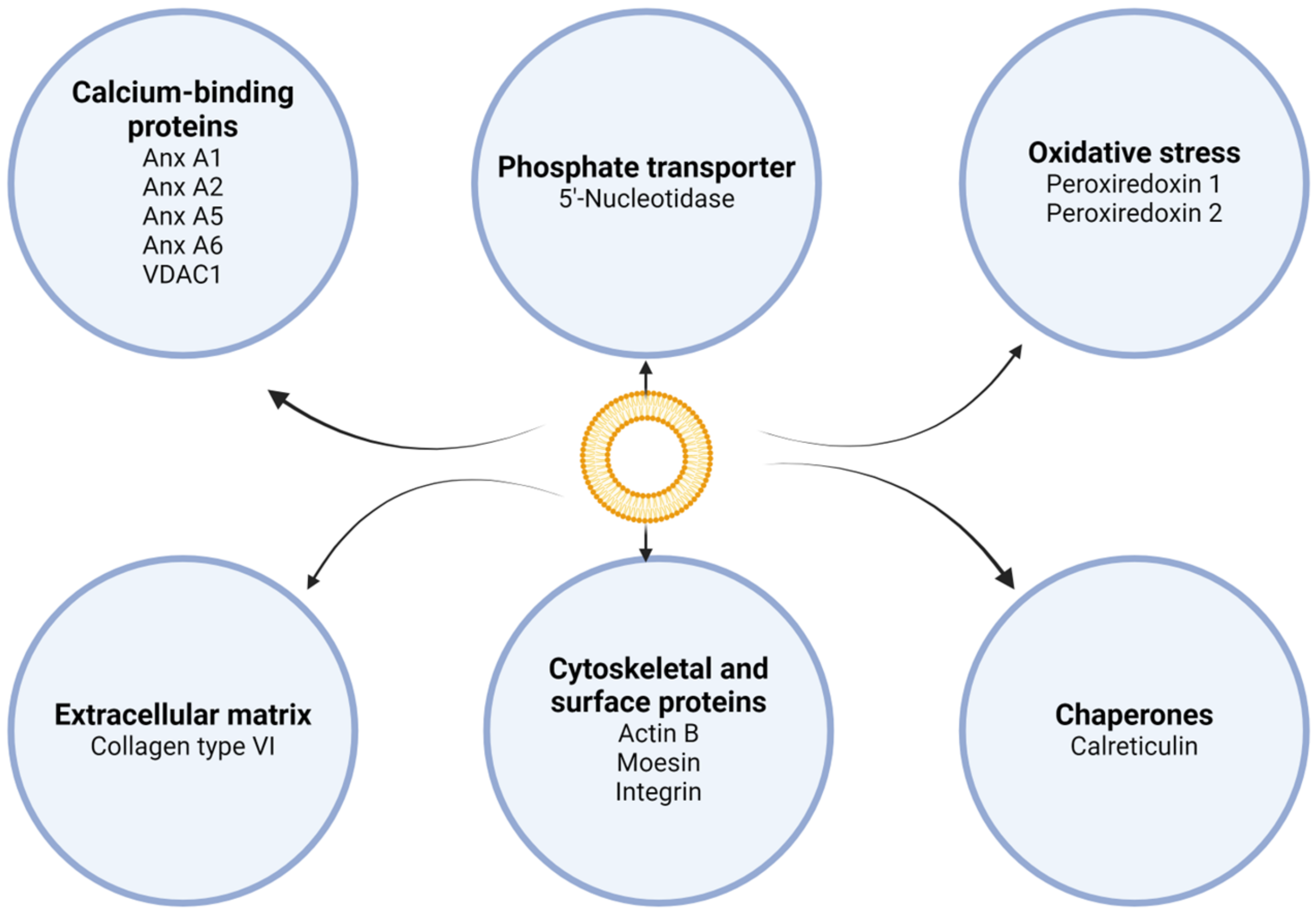Biology 13 00565 g001