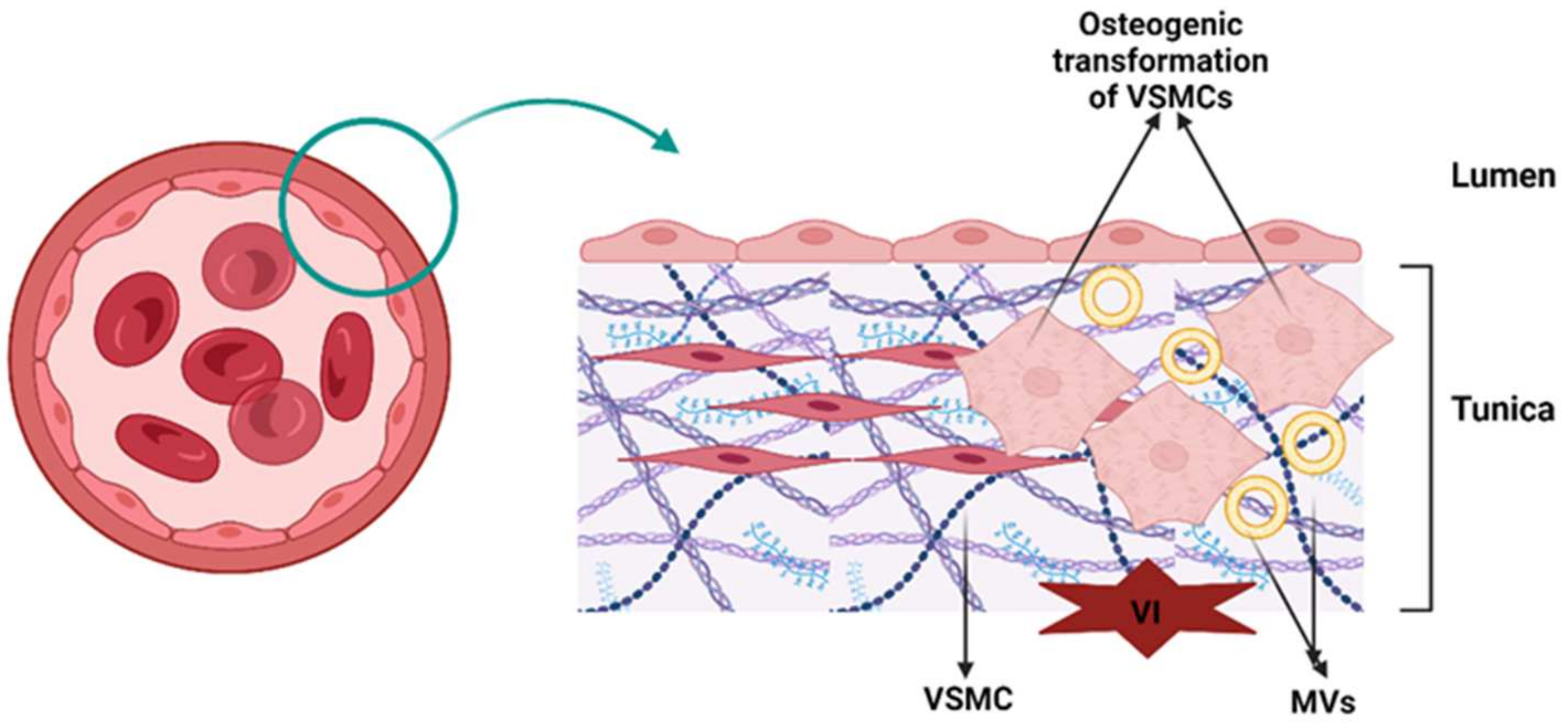 Biology 13 00565 g003