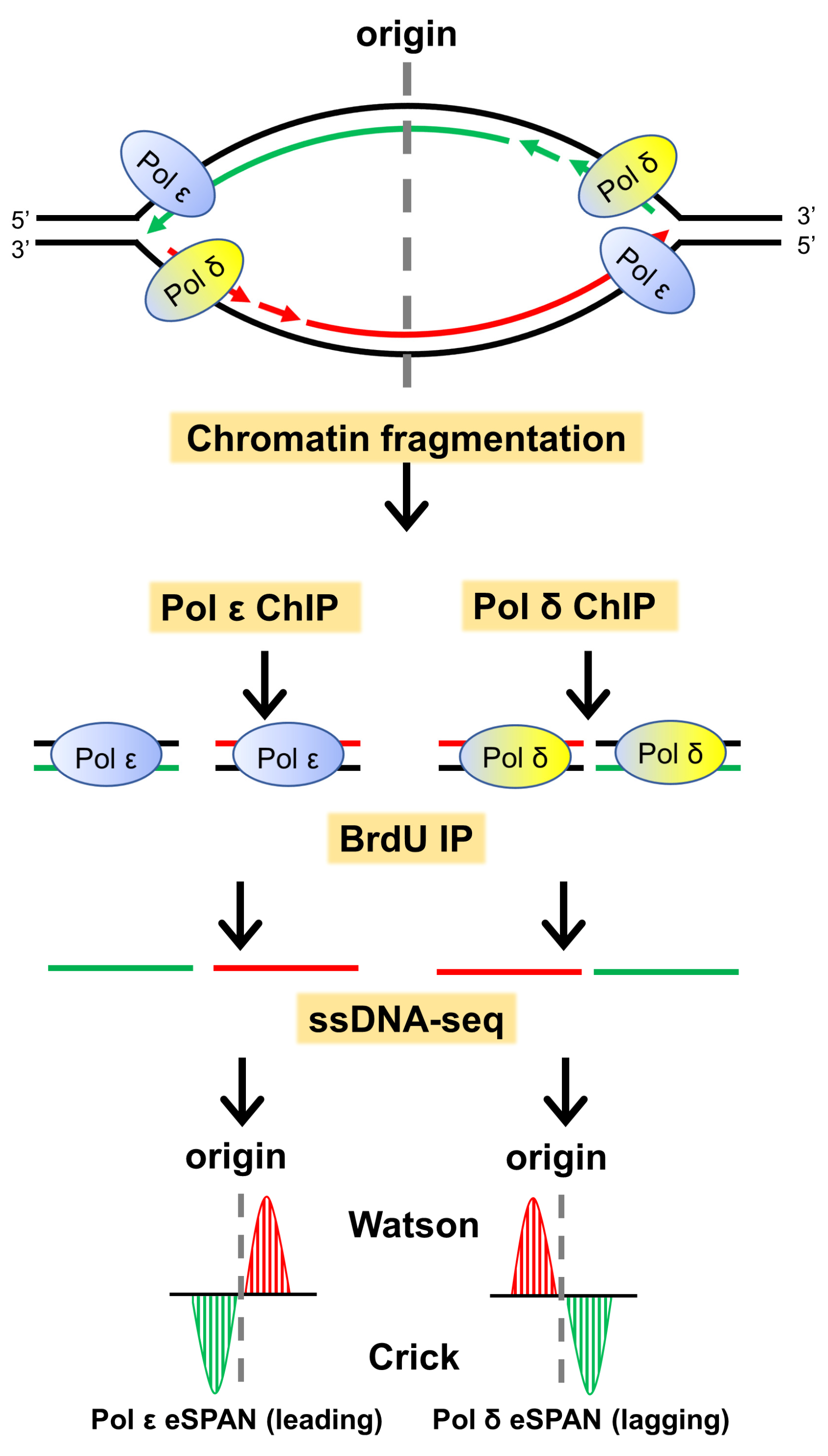 Biology 13 00572 g001