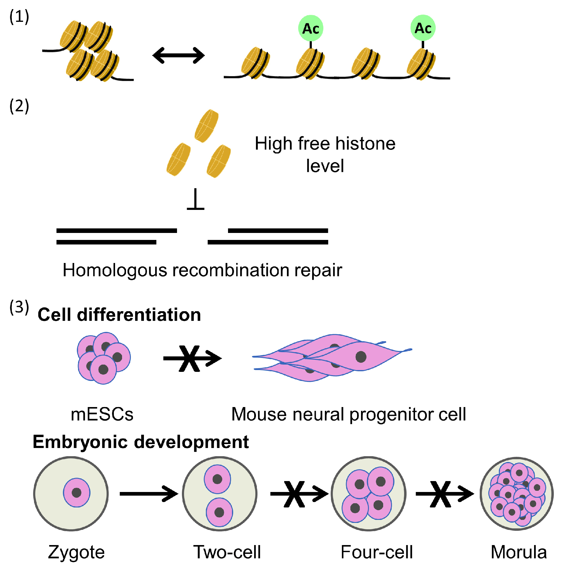 Biology 13 00572 g003