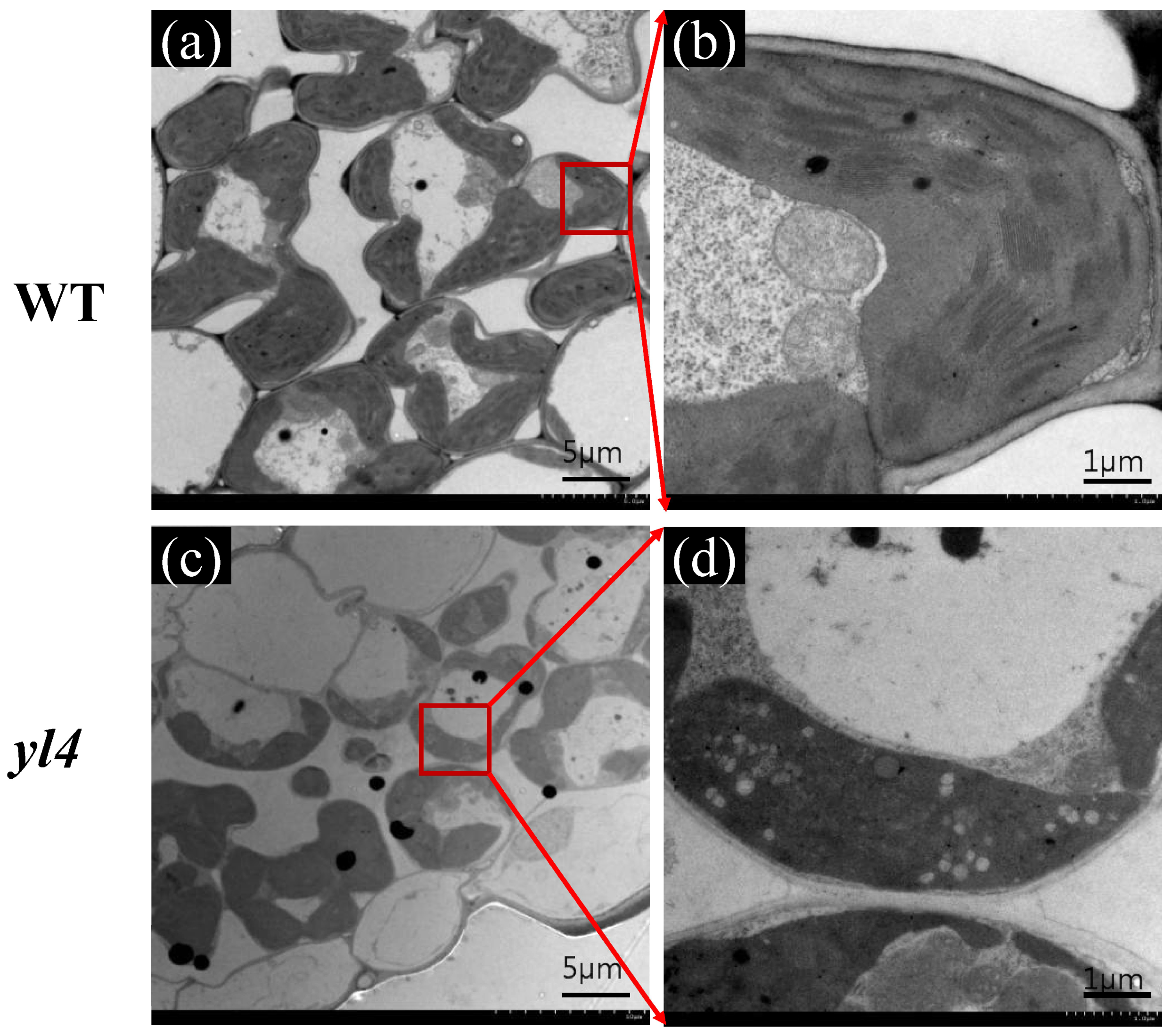 Biology 13 00580 g003