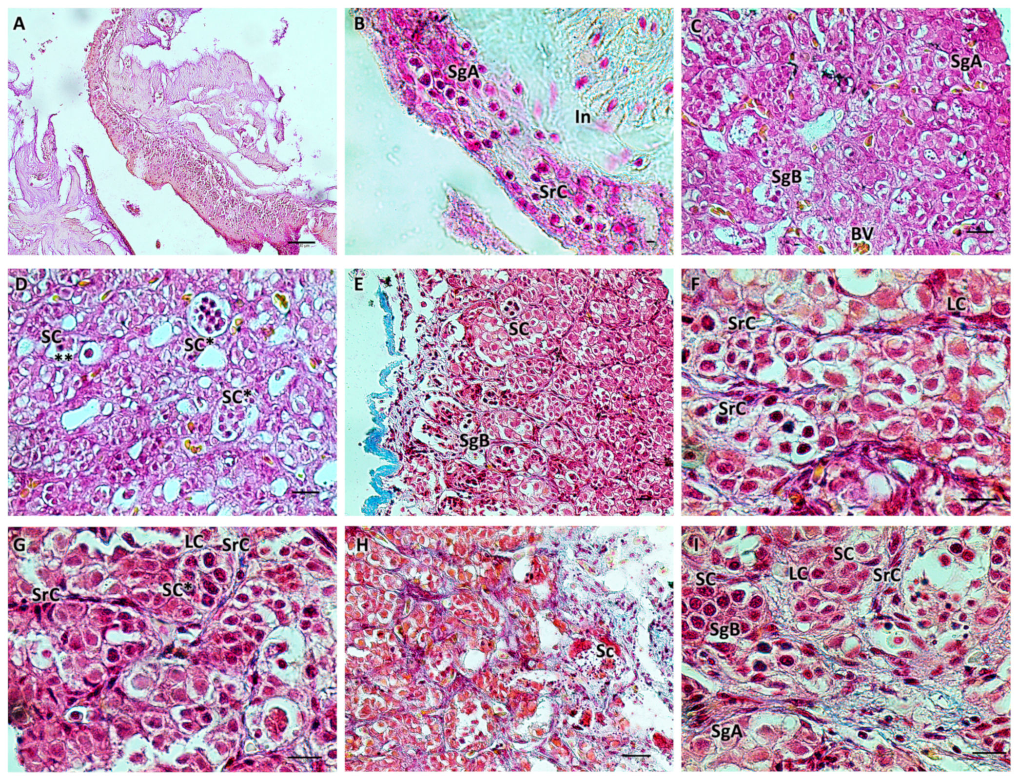 Biology 13 00587 g001