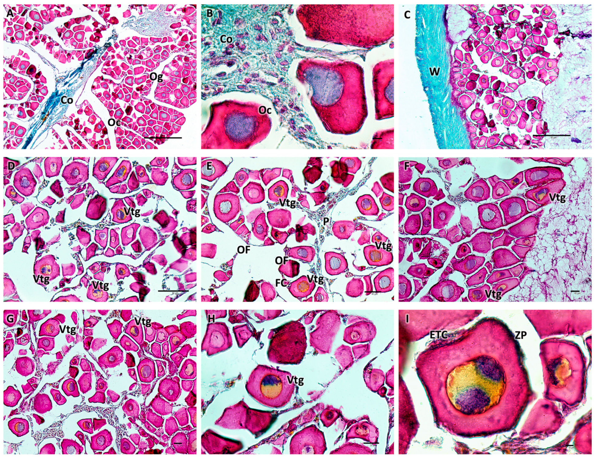 Biology 13 00587 g002