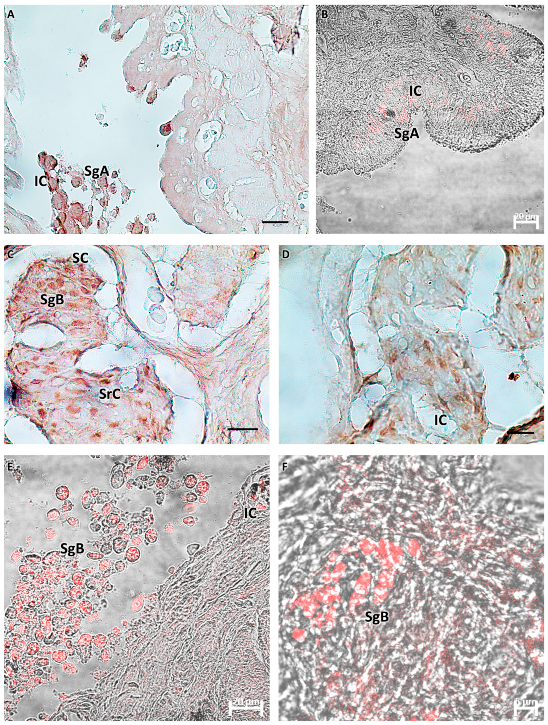 Biology 13 00587 g005