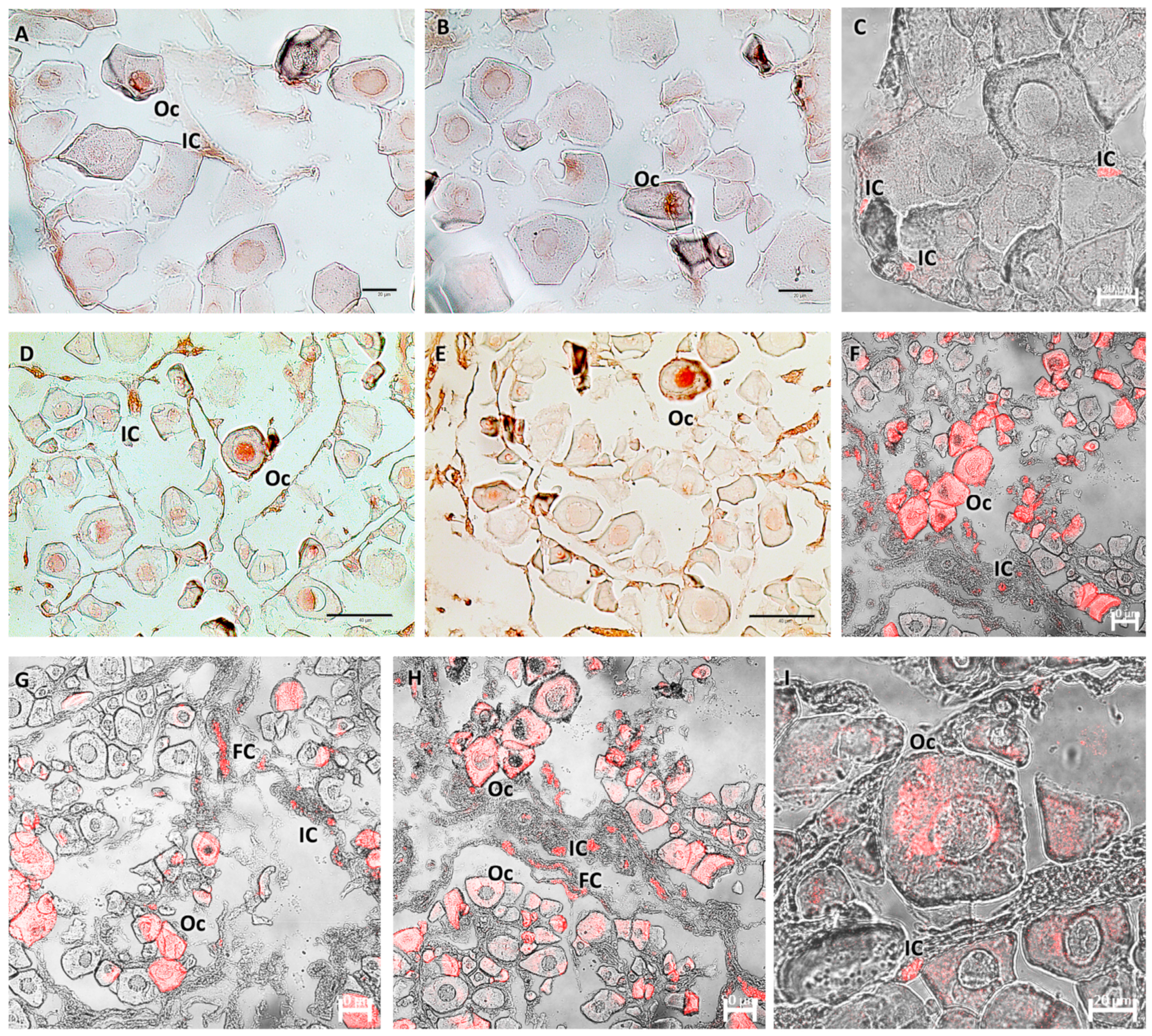 Biology 13 00587 g006