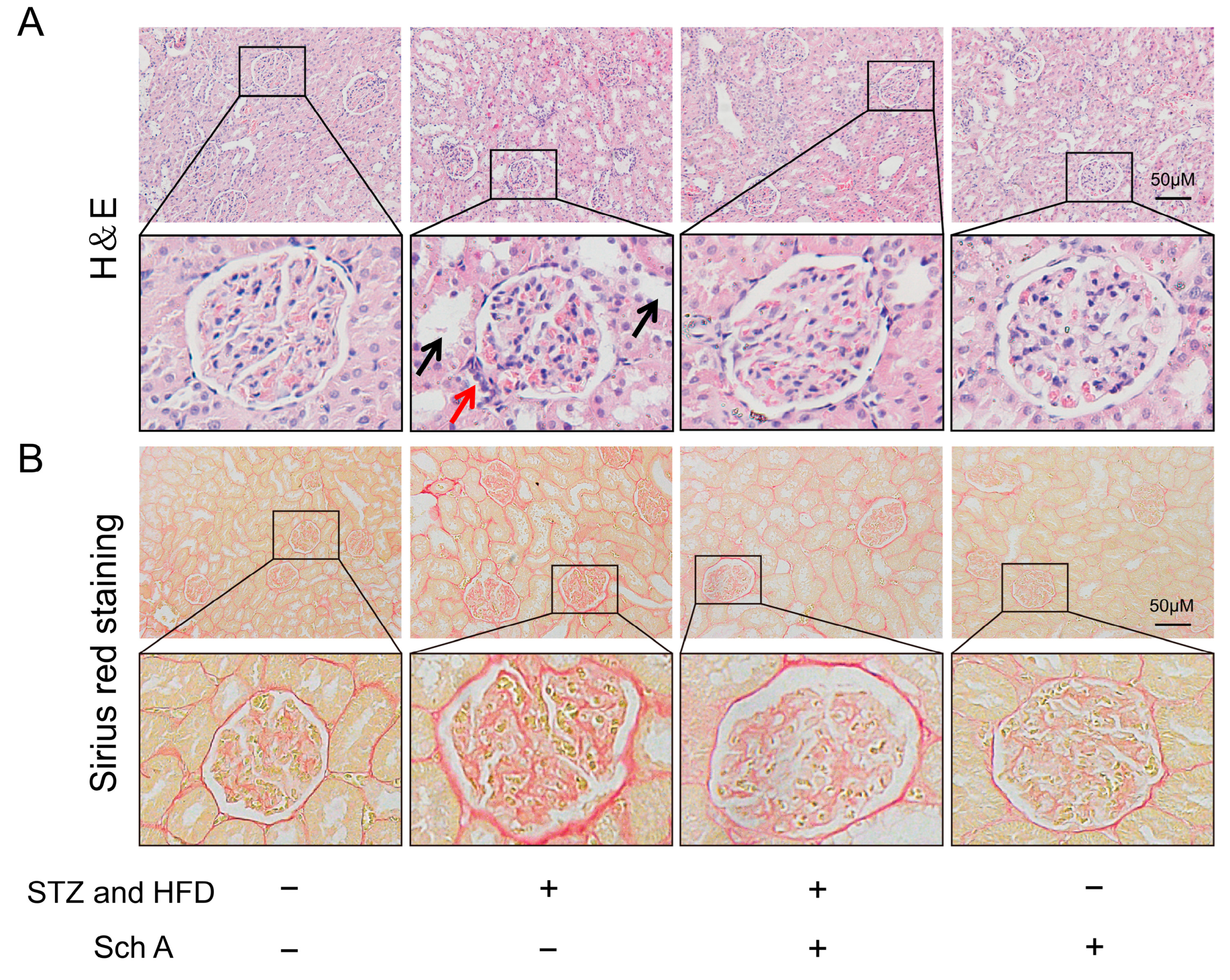 Biology 13 00597 g002