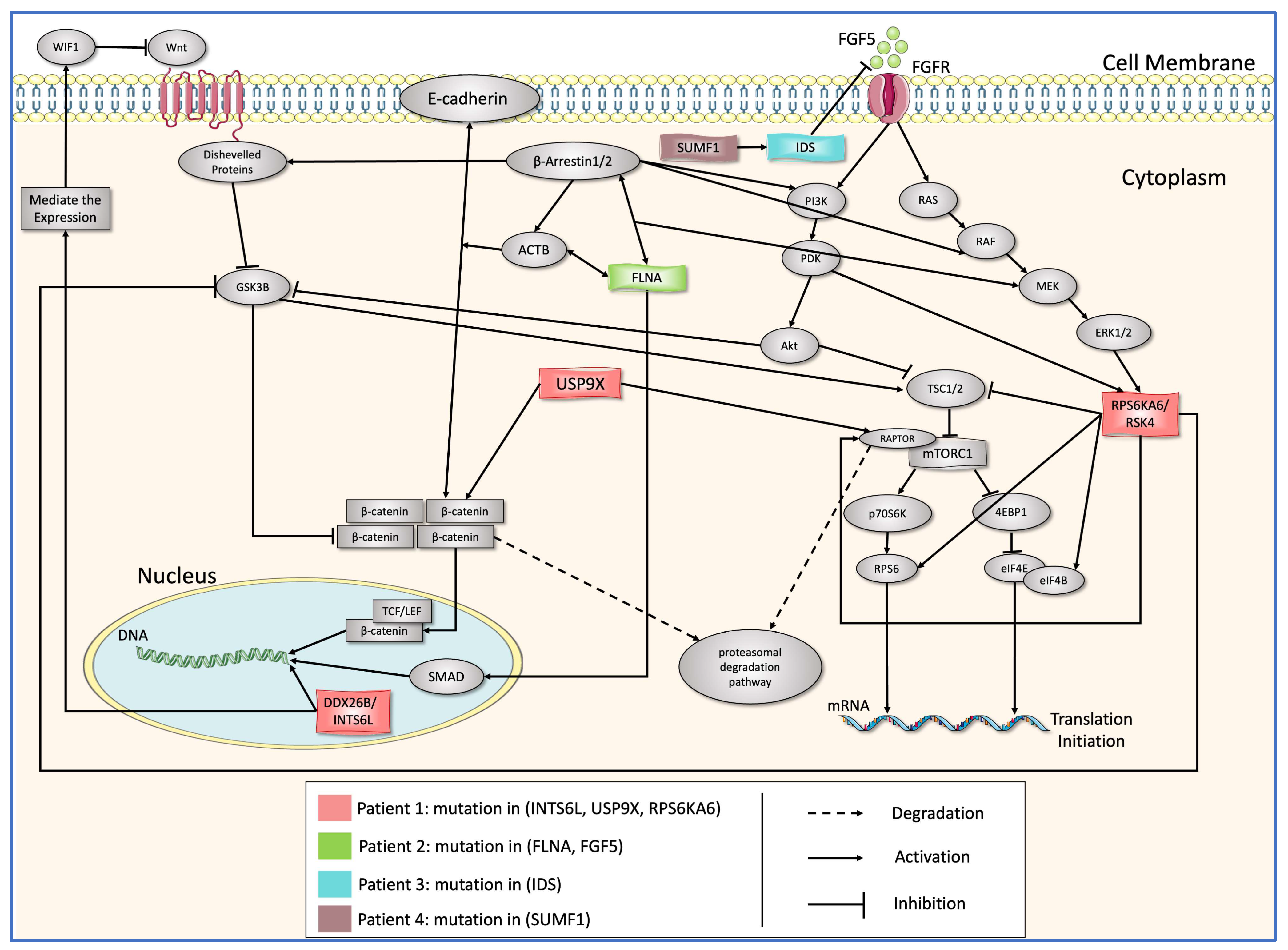 Biology 13 00606 g001