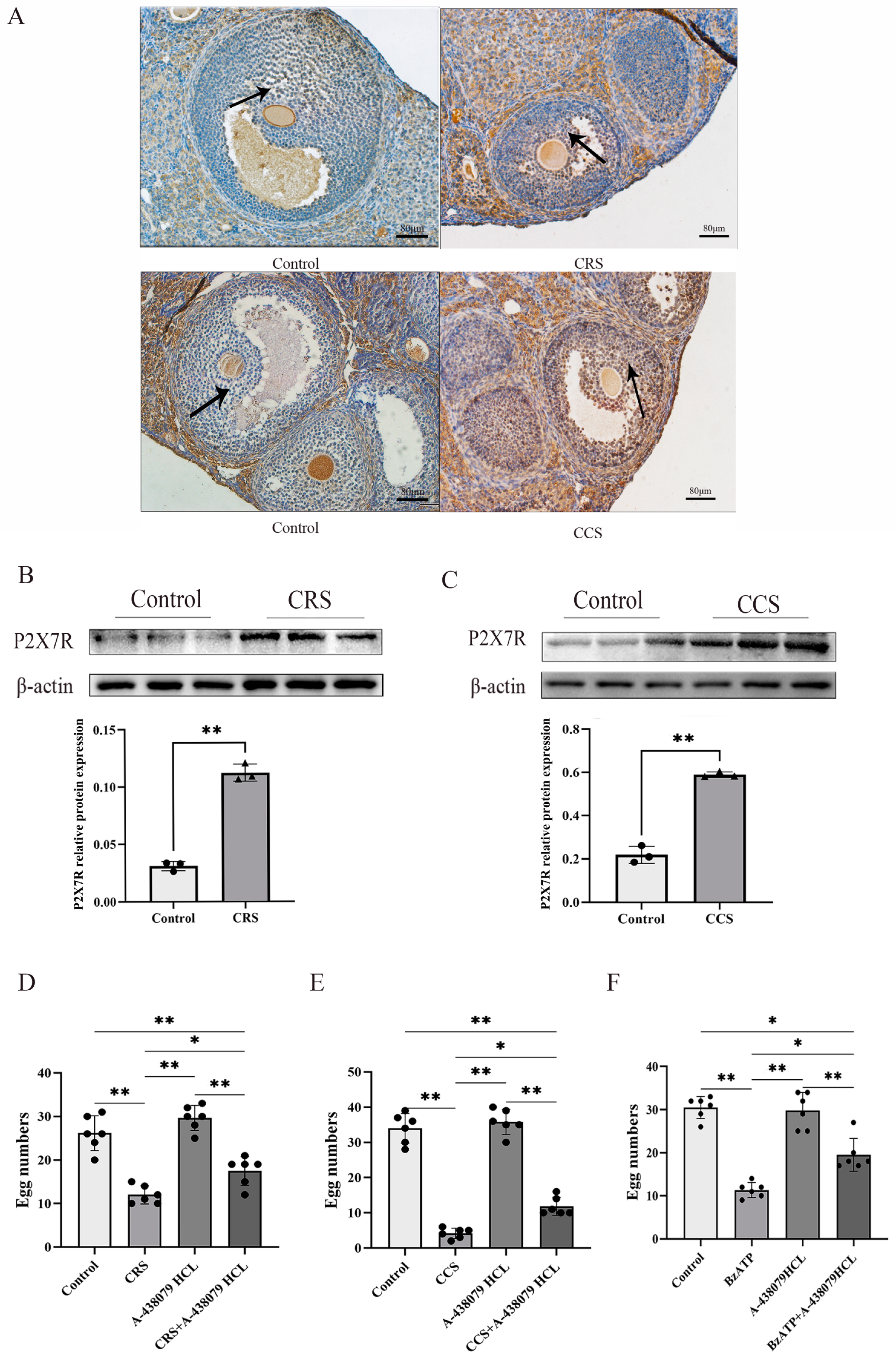 Biology 13 00620 g003