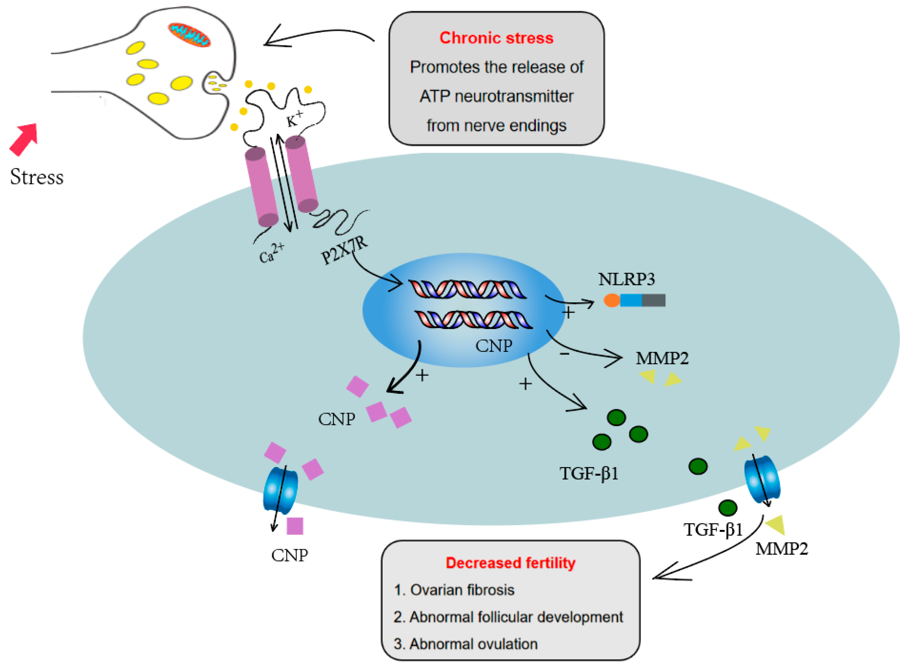 Biology 13 00620 g006