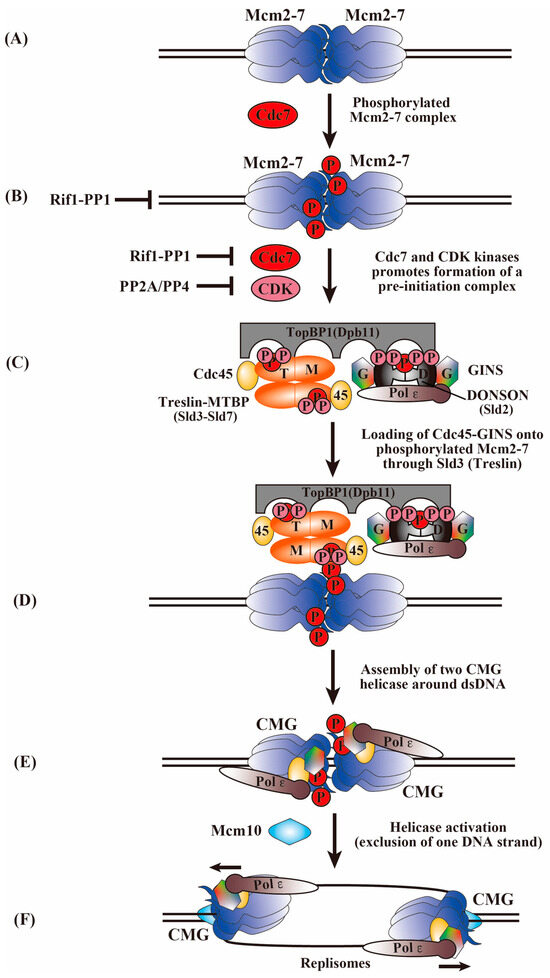 Assembly, Activation, and Helicase Actions of MCM2-7: Transition from ...