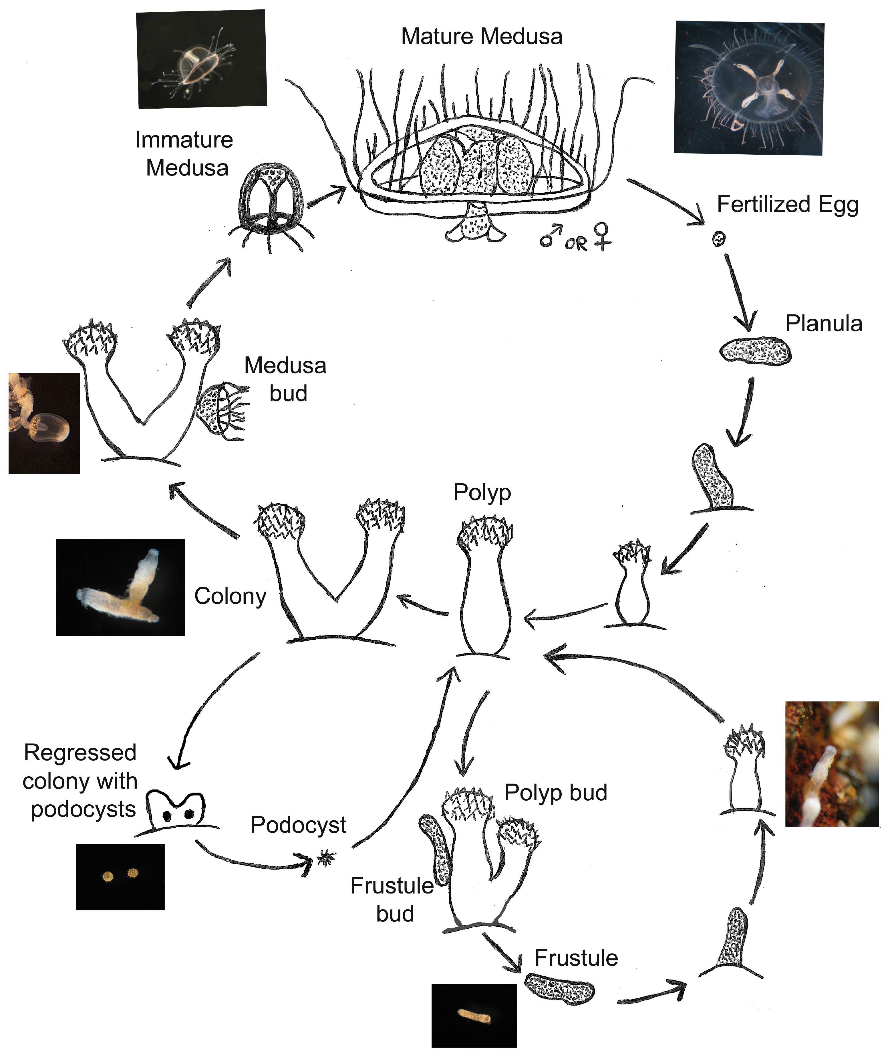 Biology 13 00645 g001