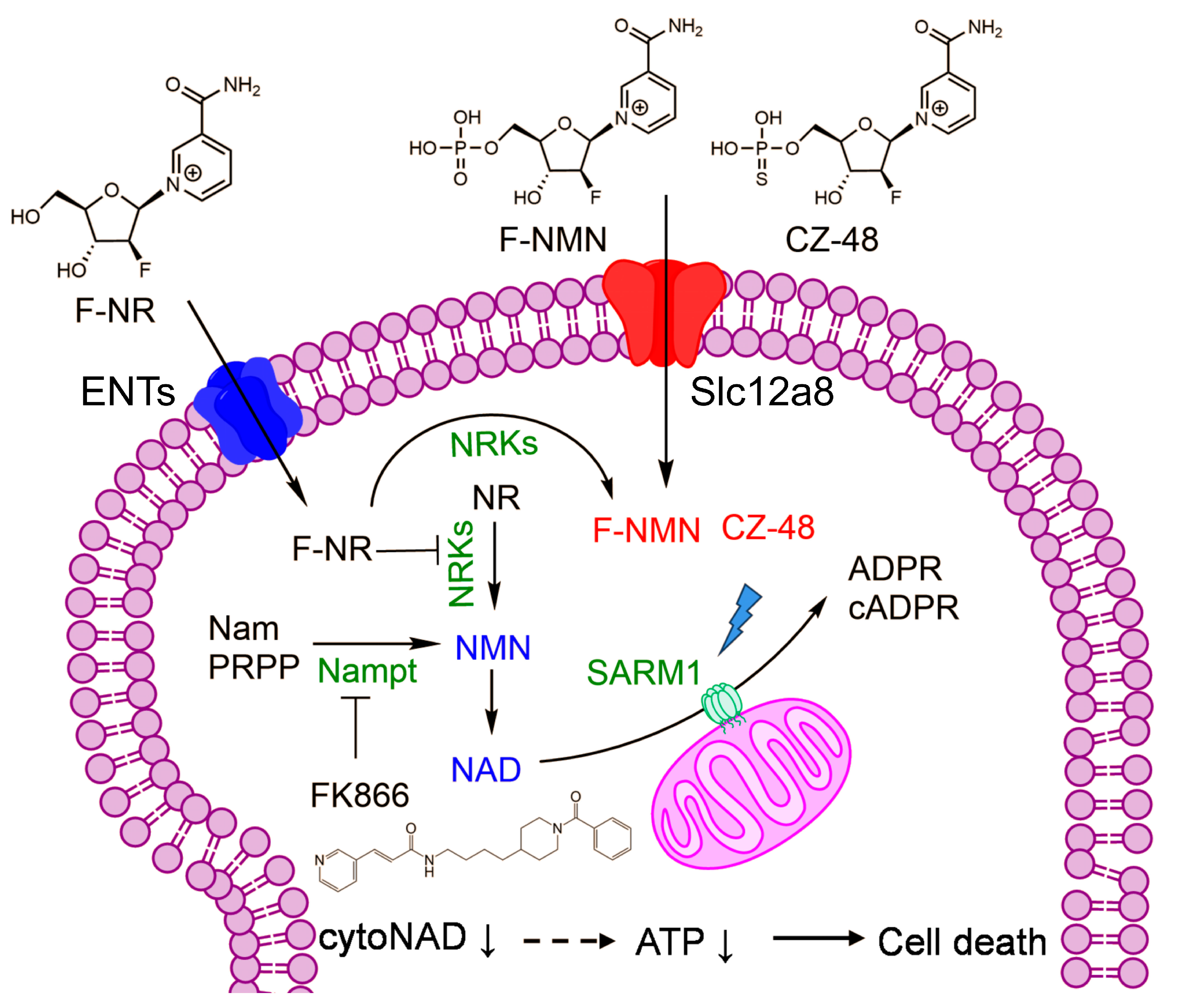 Biology 13 00649 g006