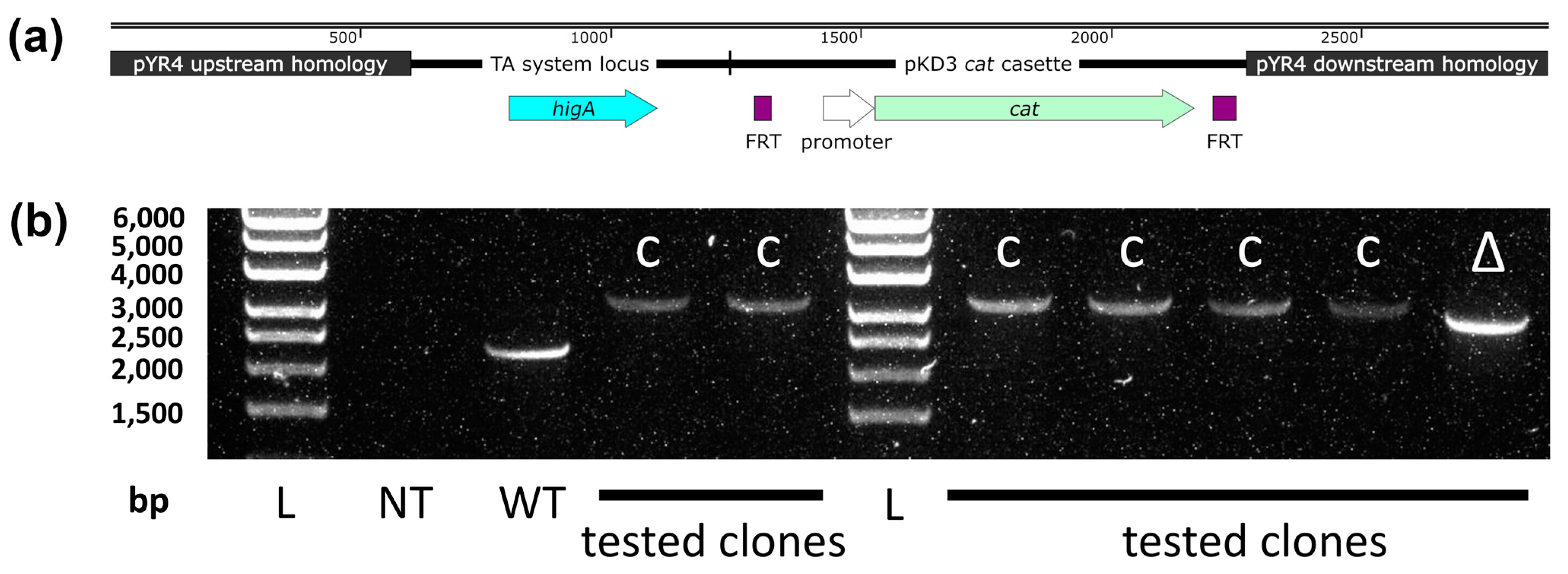 Biology 13 00652 g0a1