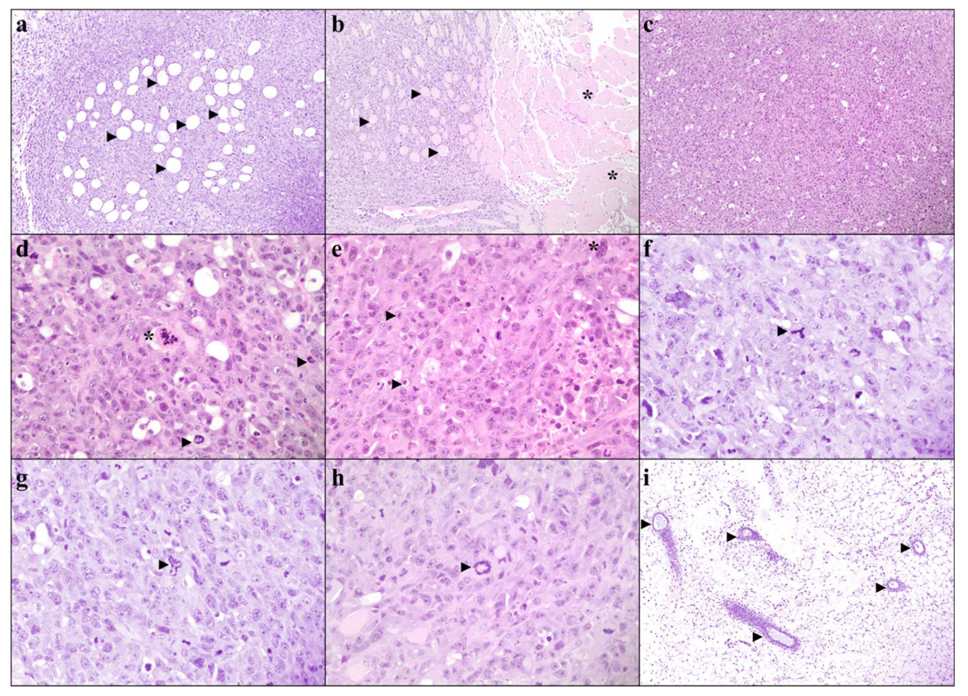 Biology 13 00654 g005