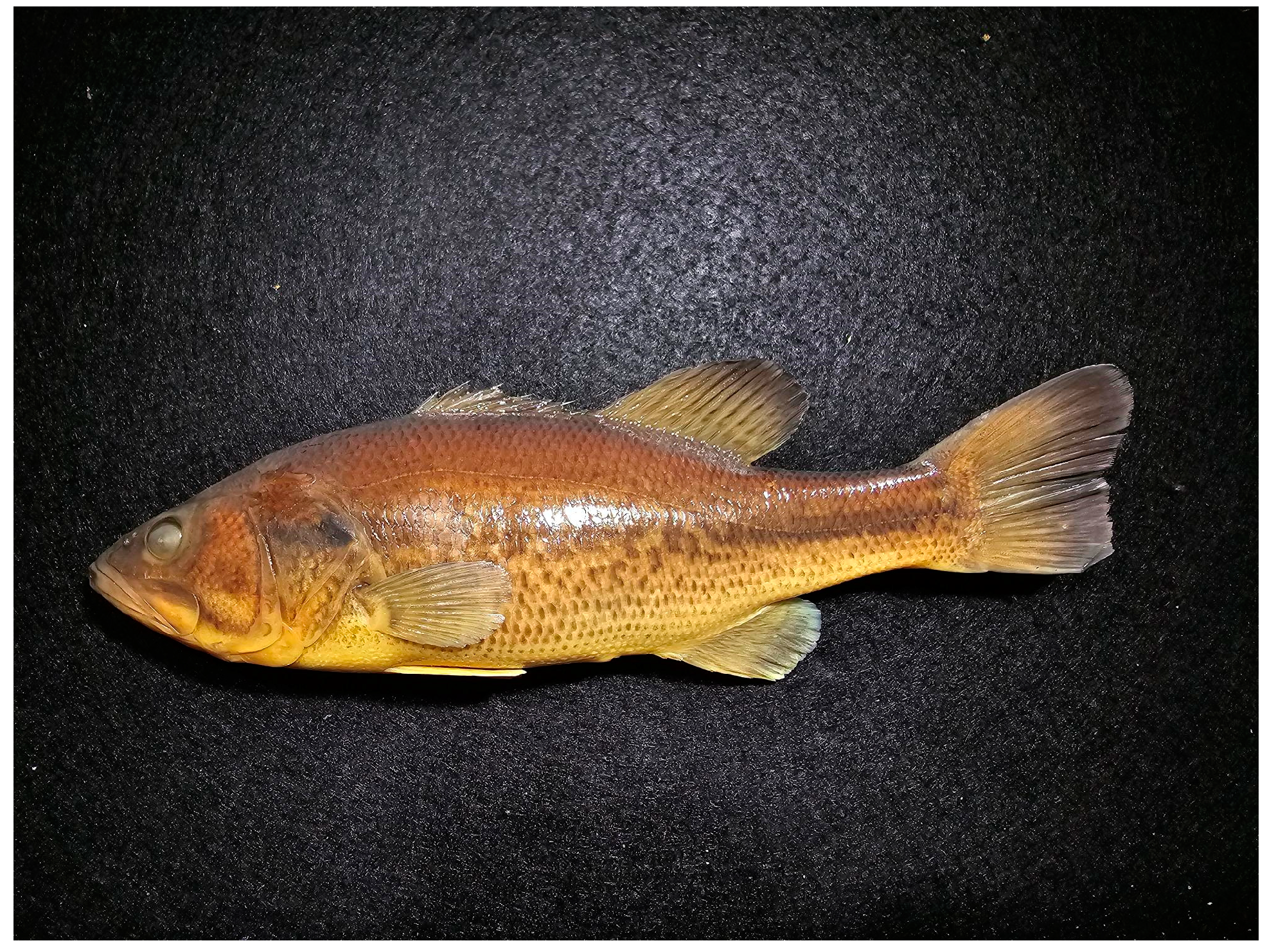 Biology 13 00660 g002