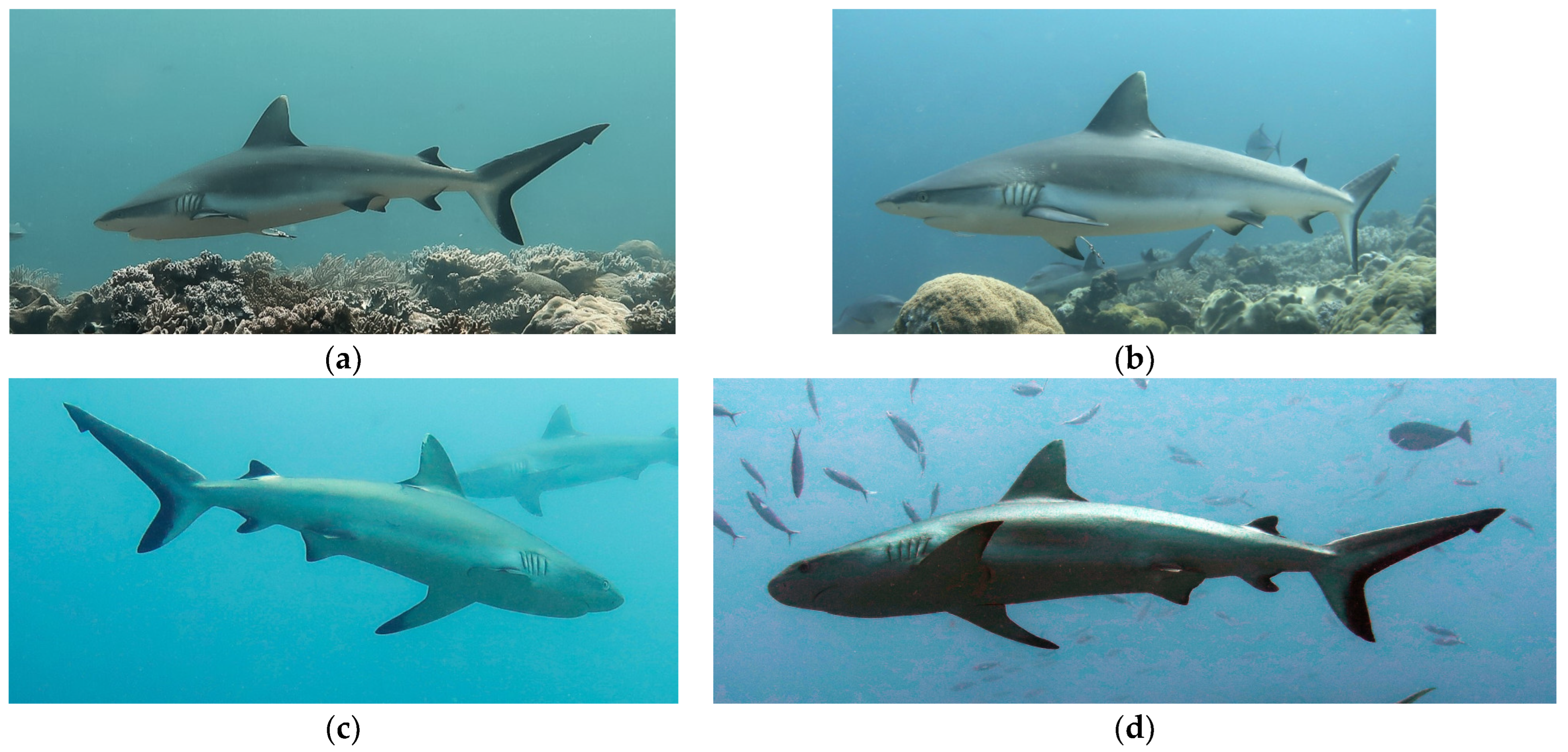 Biology 13 00661 g002