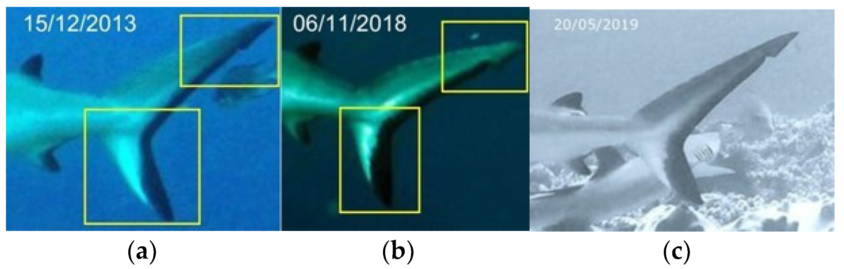 Biology 13 00661 g006