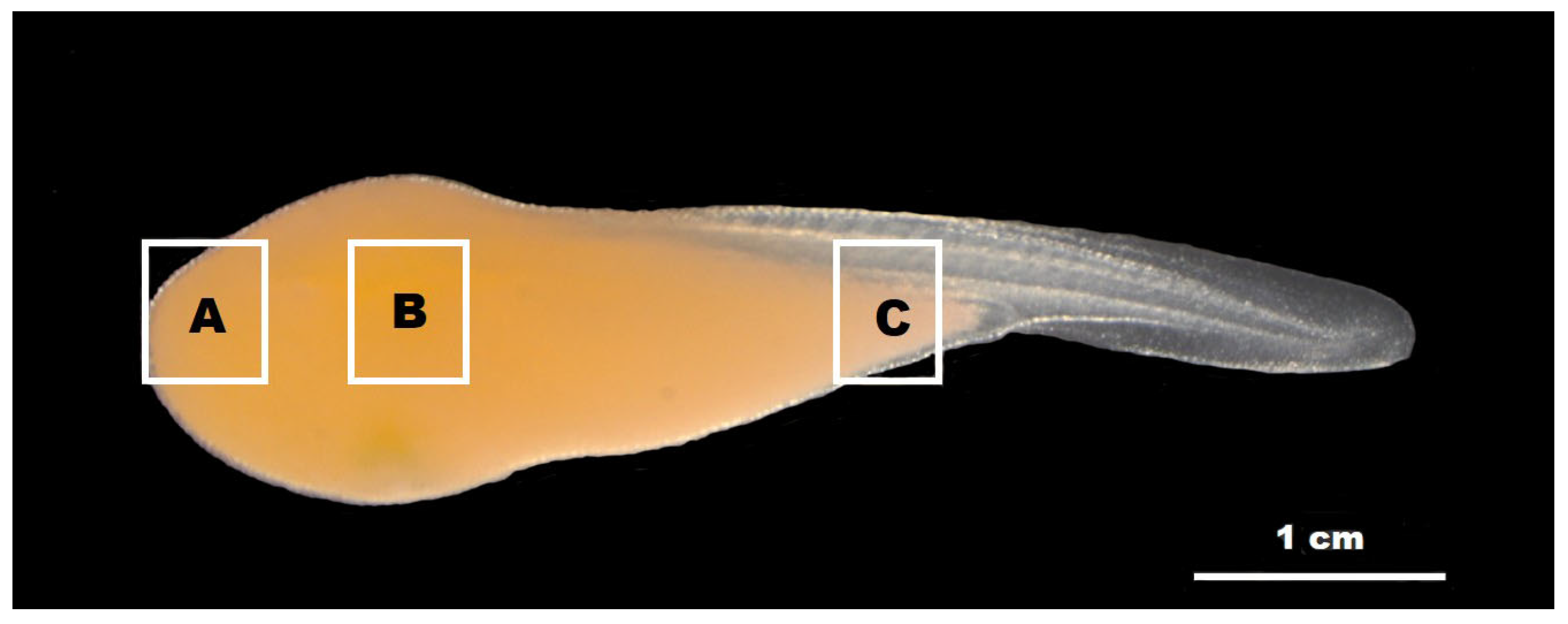 Biology 13 00664 g001
