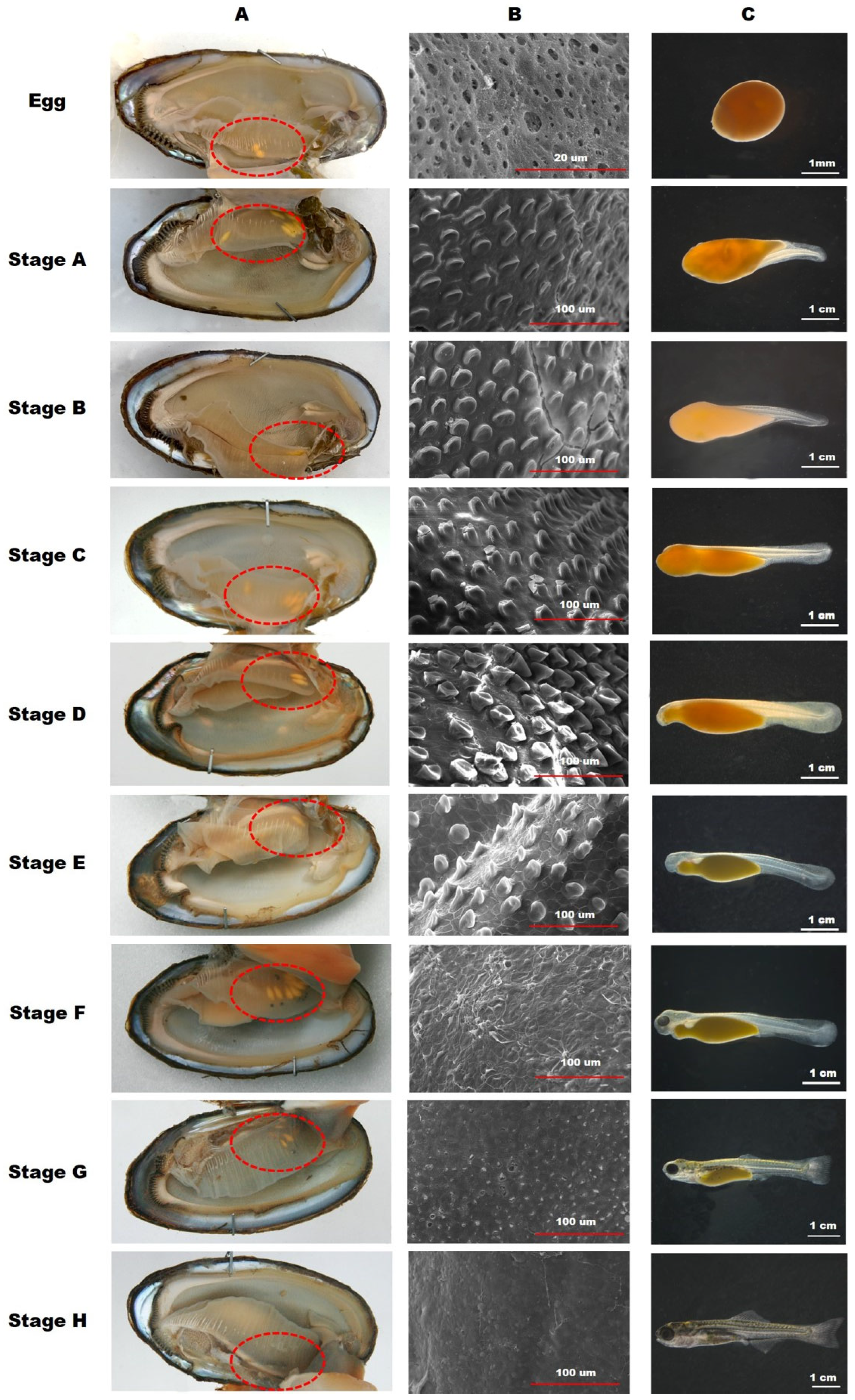 Biology 13 00664 g006