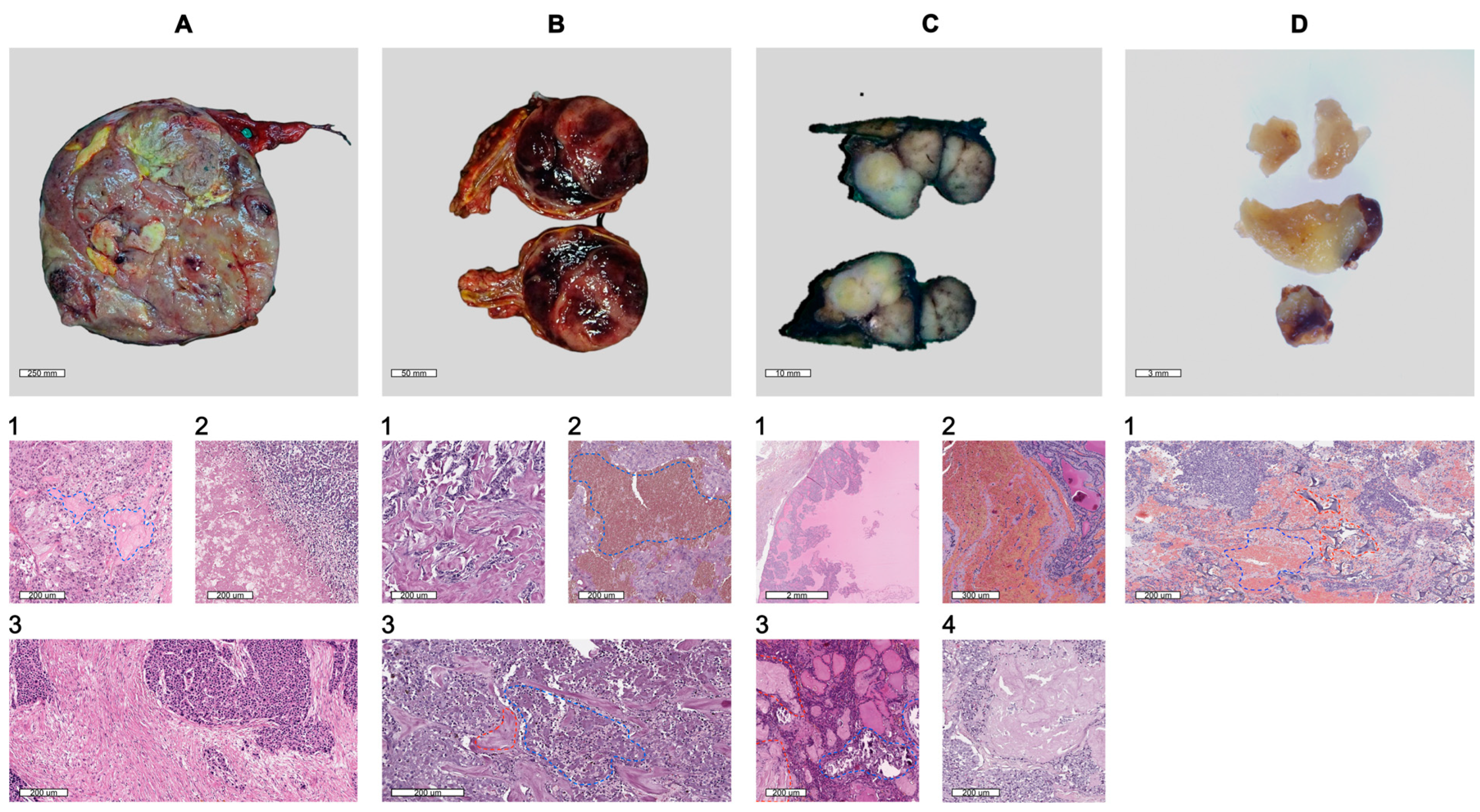 Biology 13 00665 g001