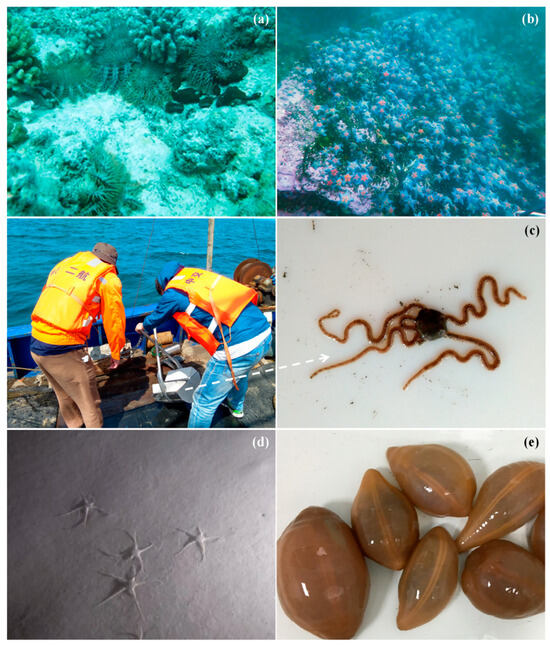 Biology 13 00678 g004