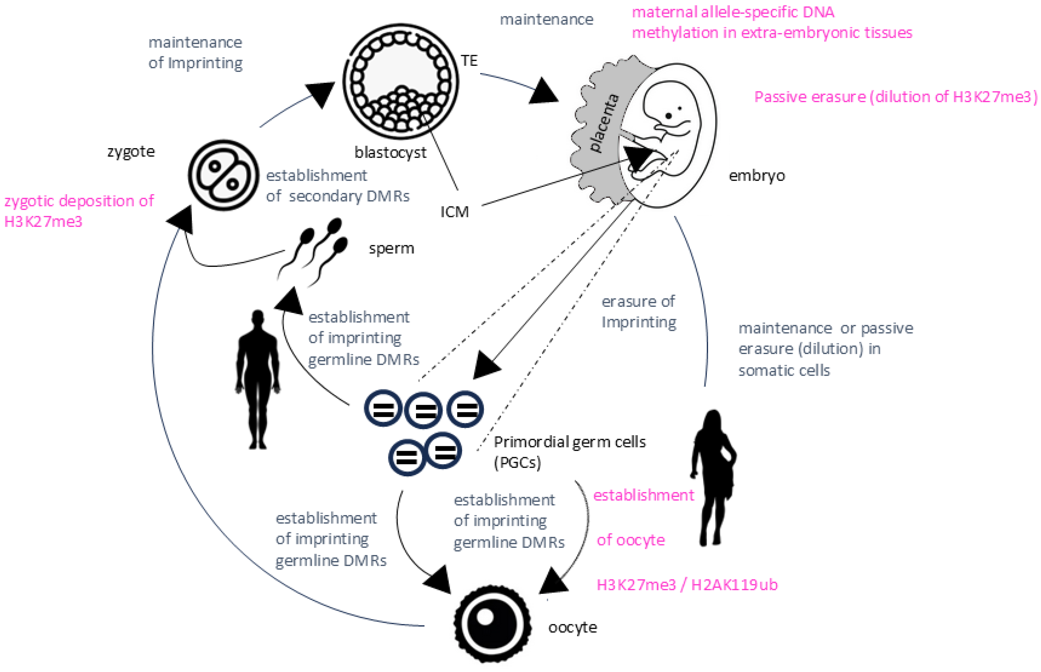 Biology 13 00682 g003