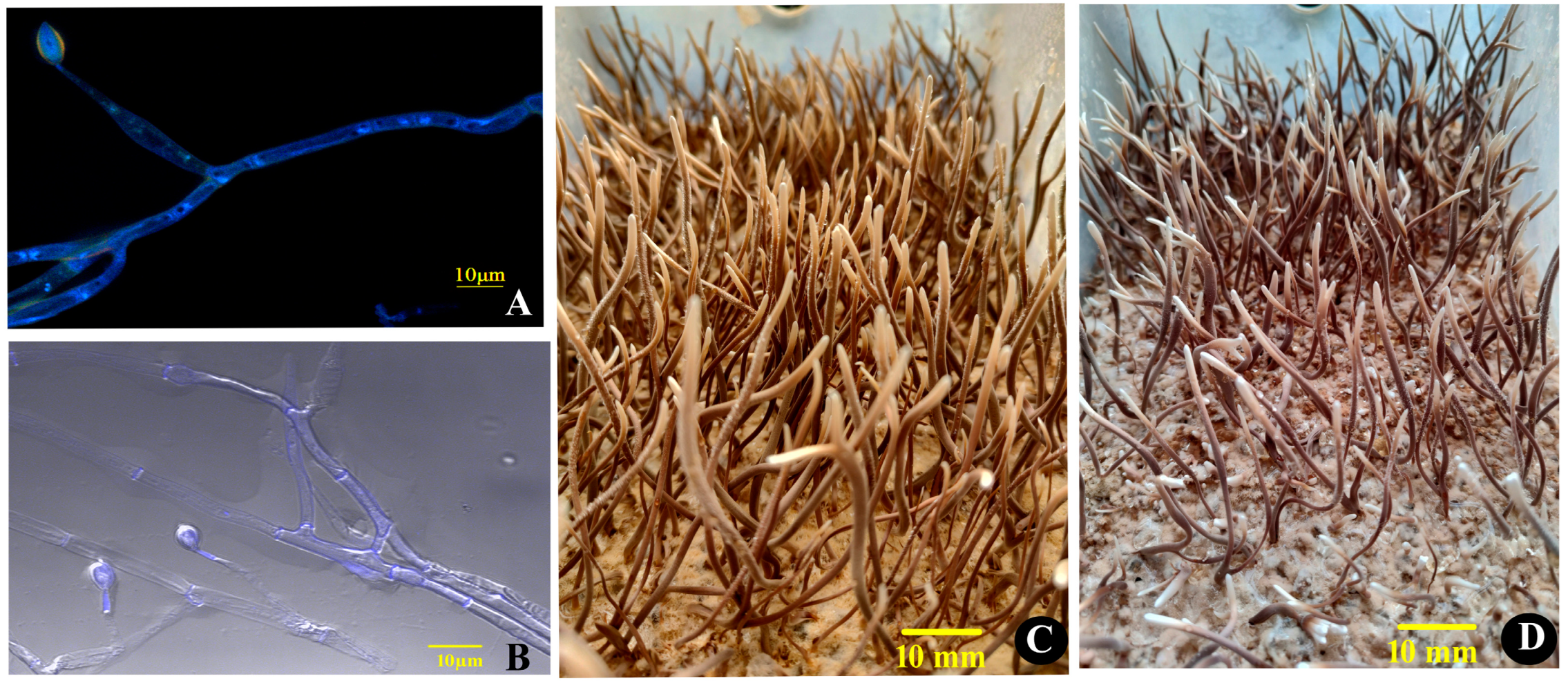 Biology 13 00686 g001