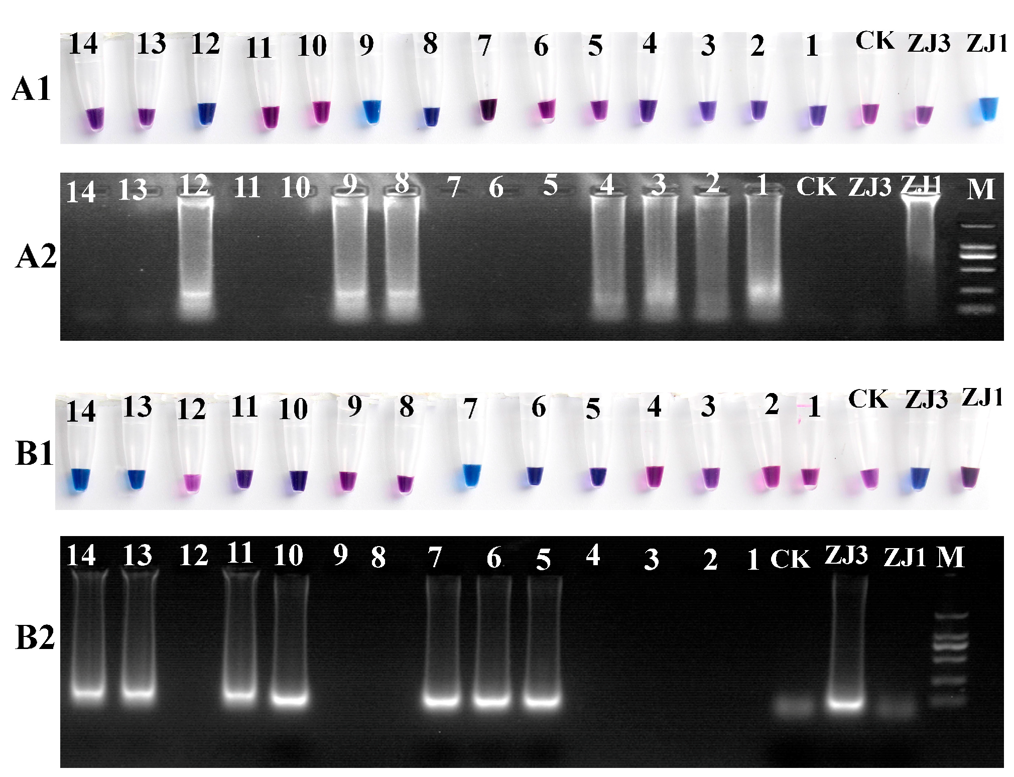 Biology 13 00686 g002
