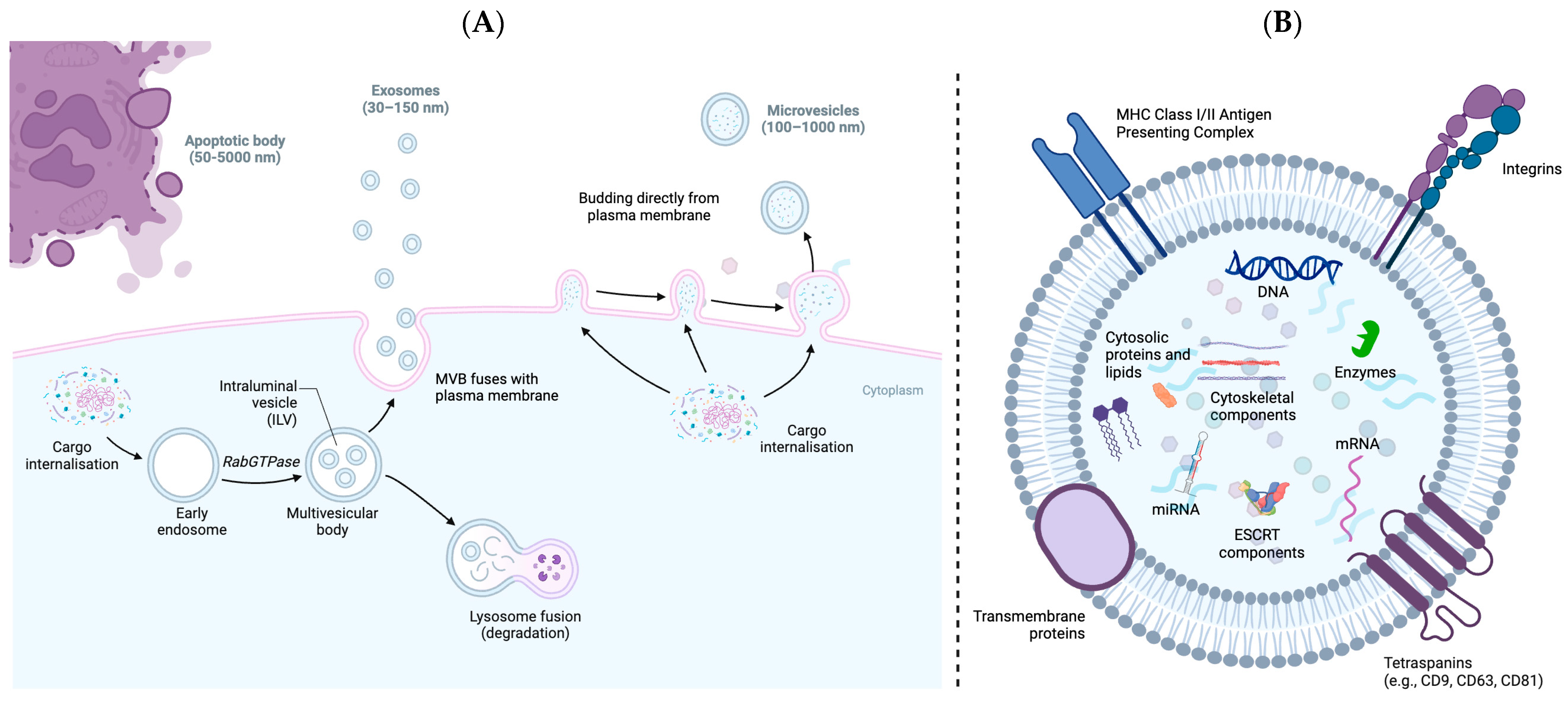 Biology 13 00694 g002