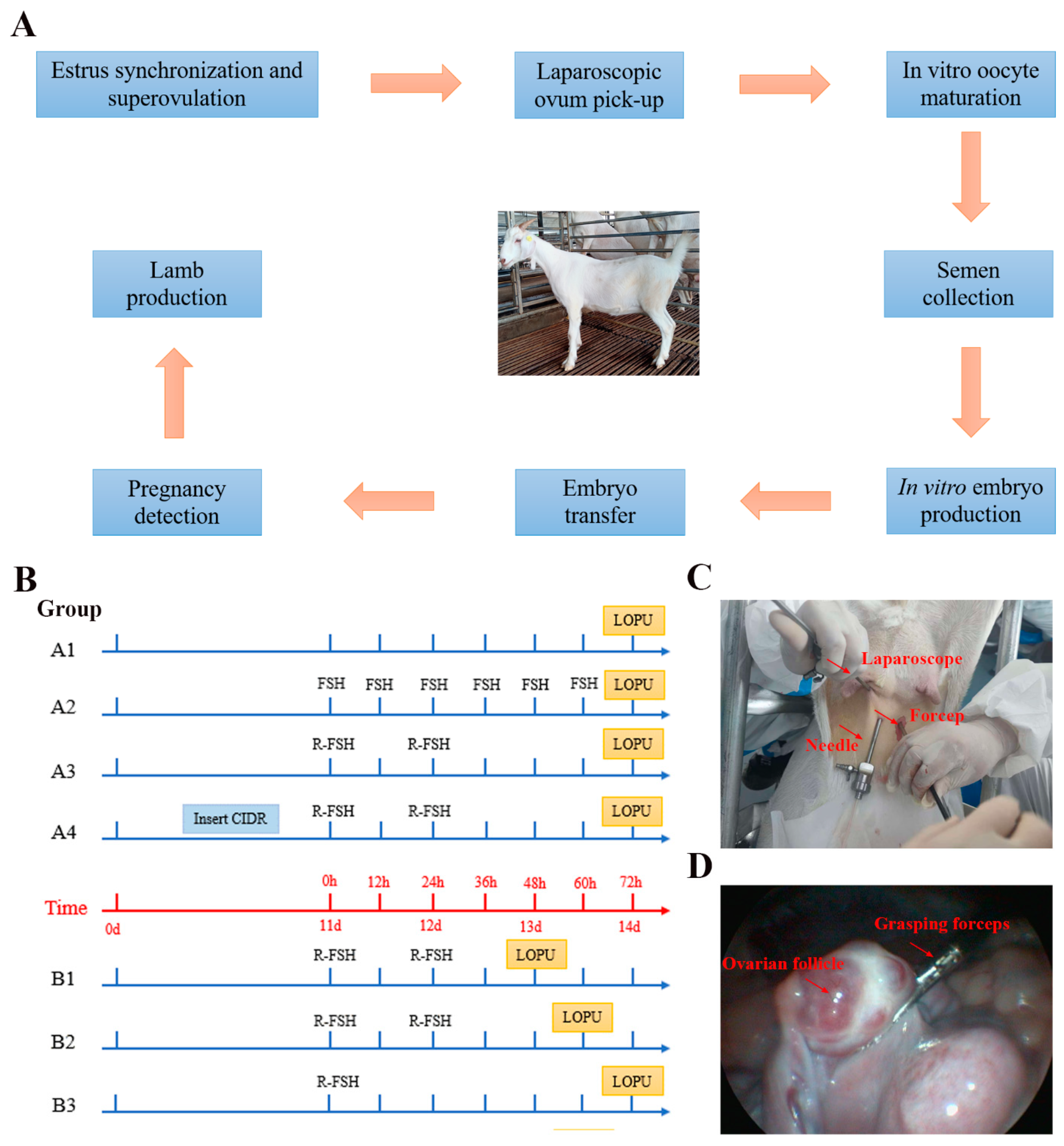 Biology 13 00699 g001