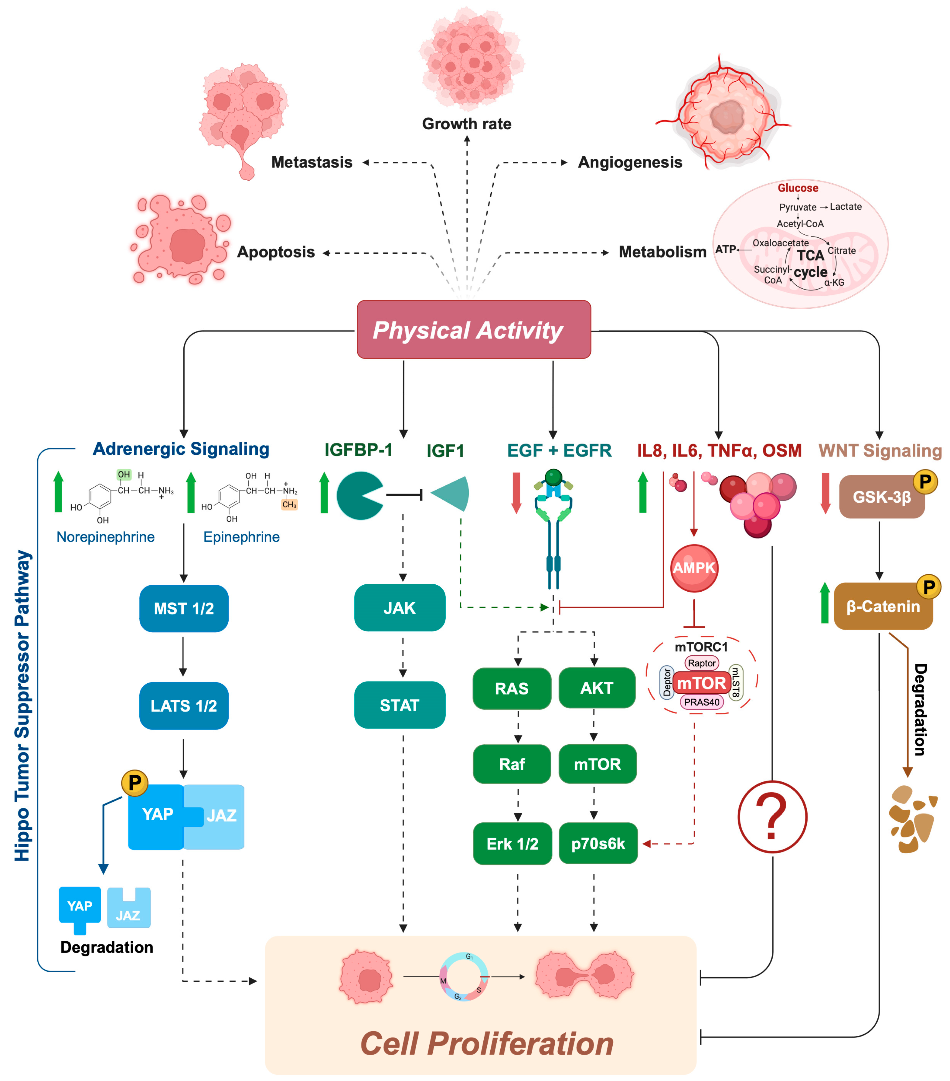 Biology 13 00701 g001
