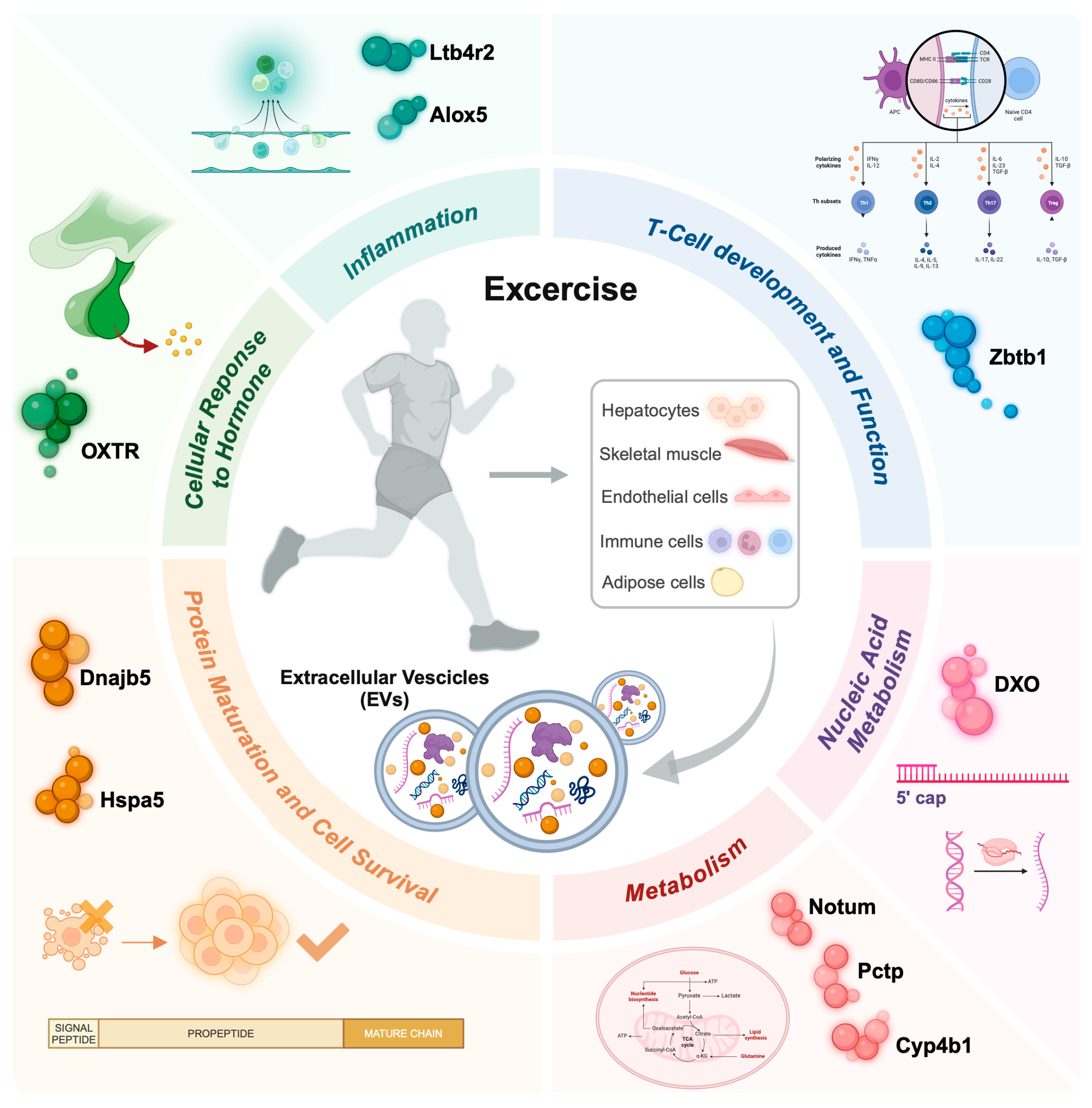 Biology 13 00701 g002