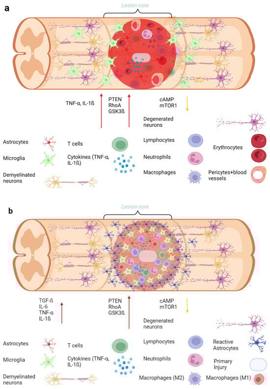 Biology 13 00703 g002a