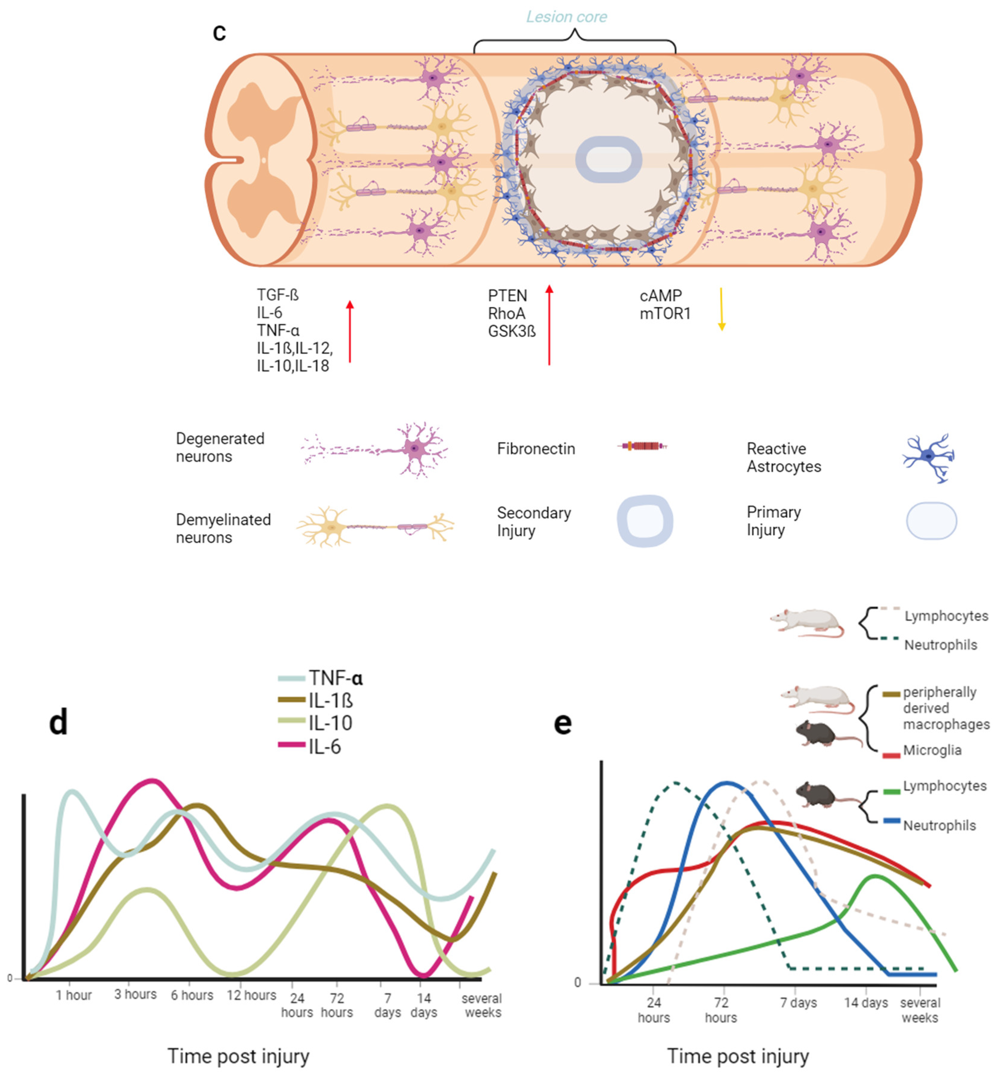 Biology 13 00703 g002b