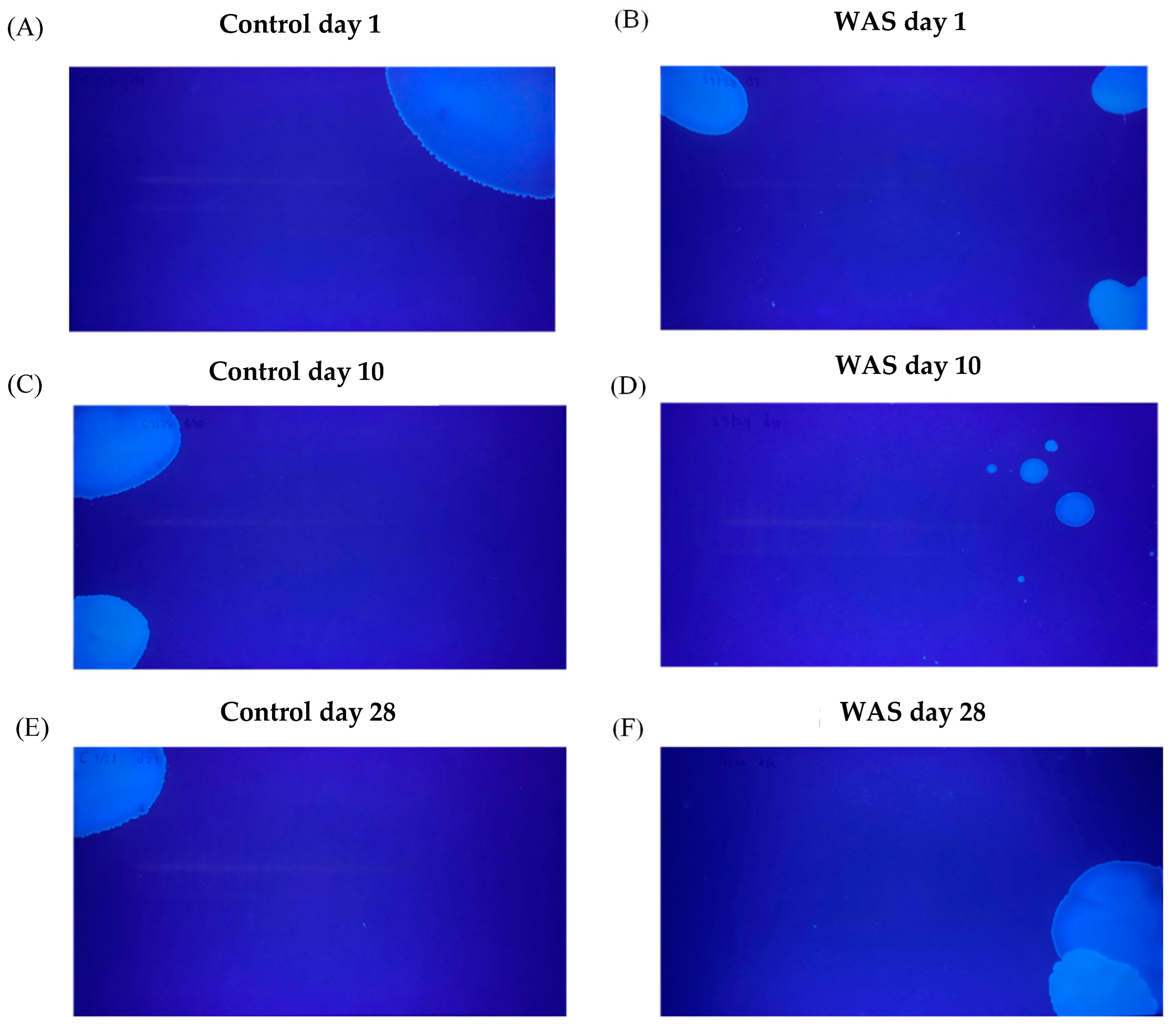 Biology 13 00707 g003