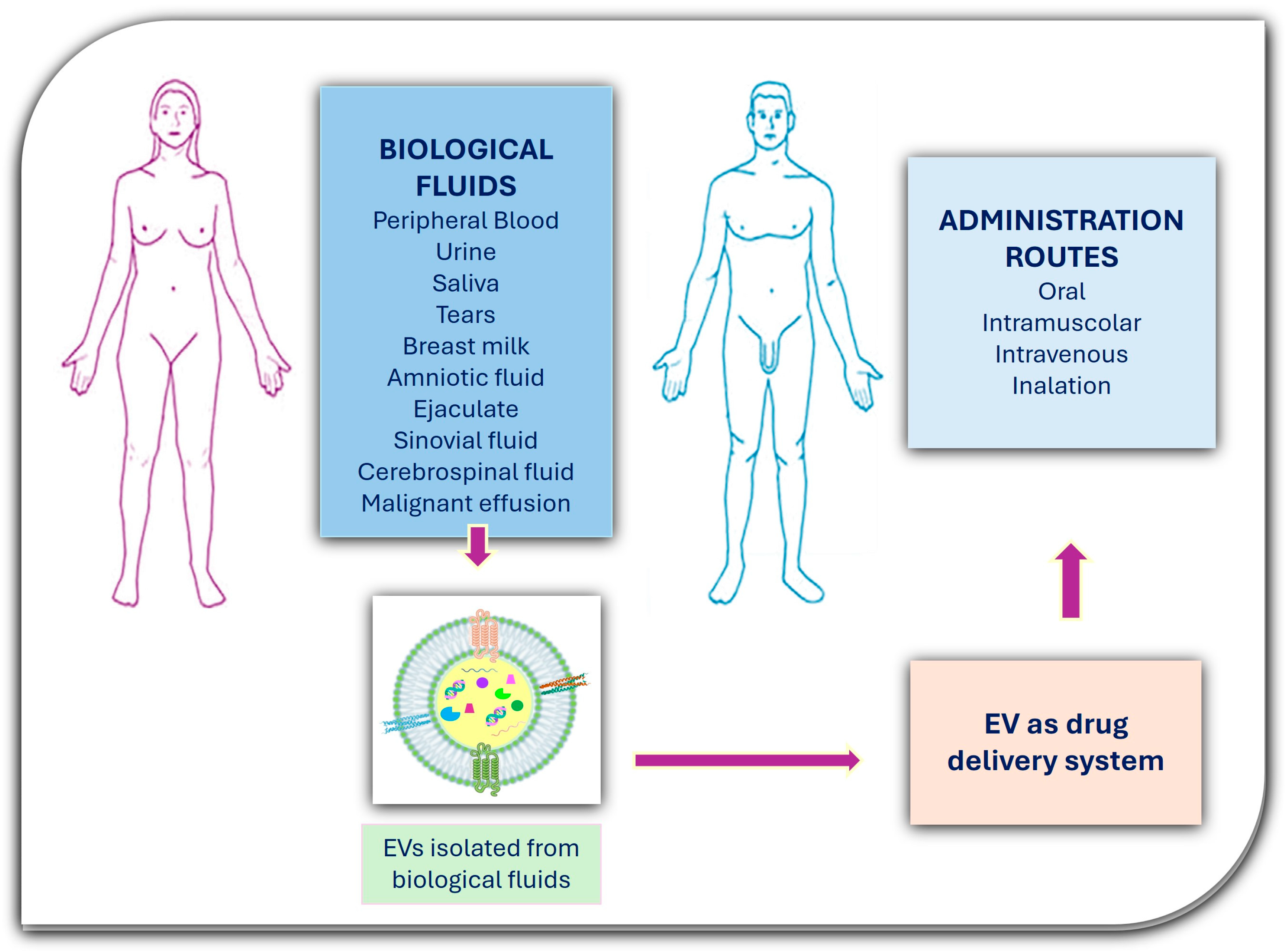 Biology 13 00716 g005