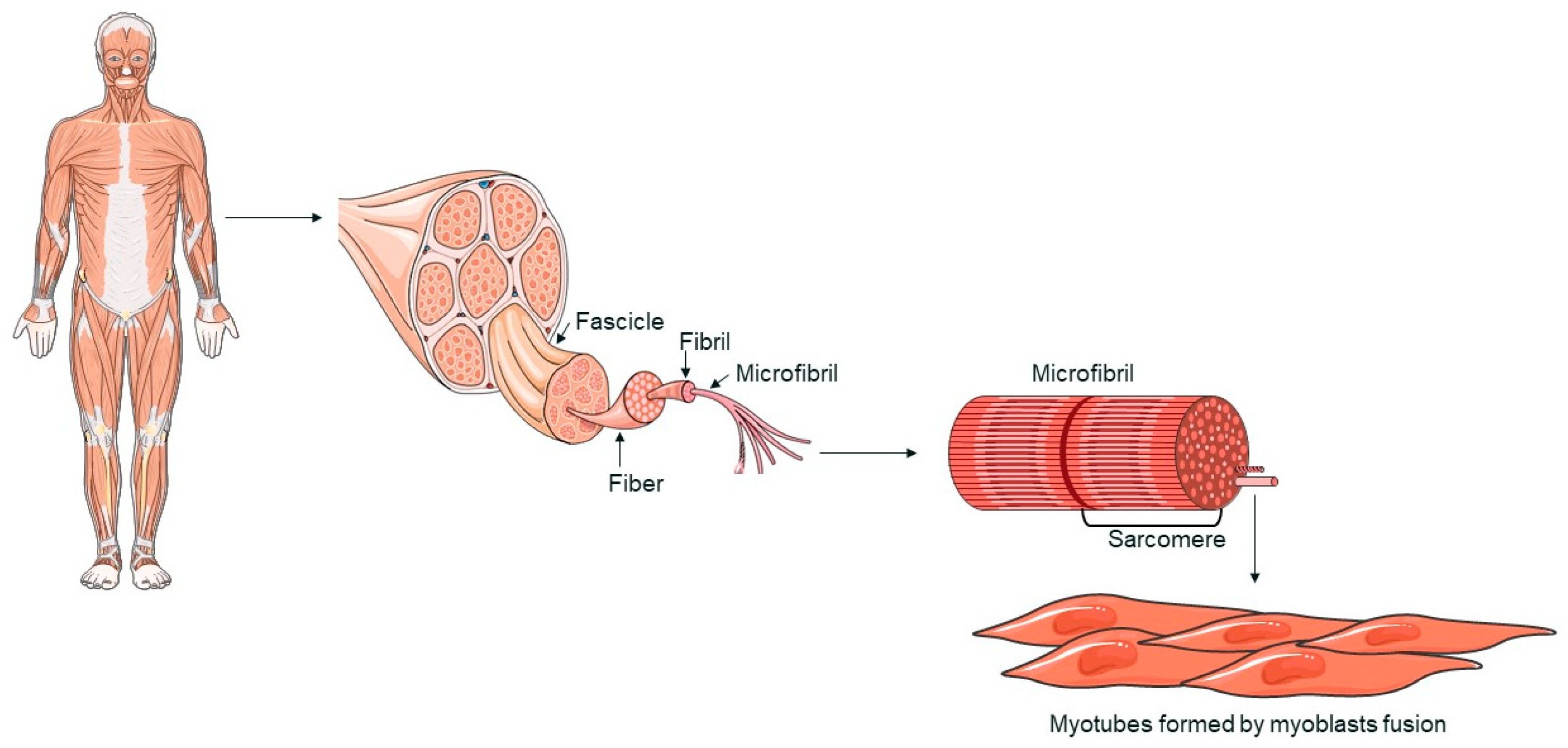 Biology 13 00719 g001