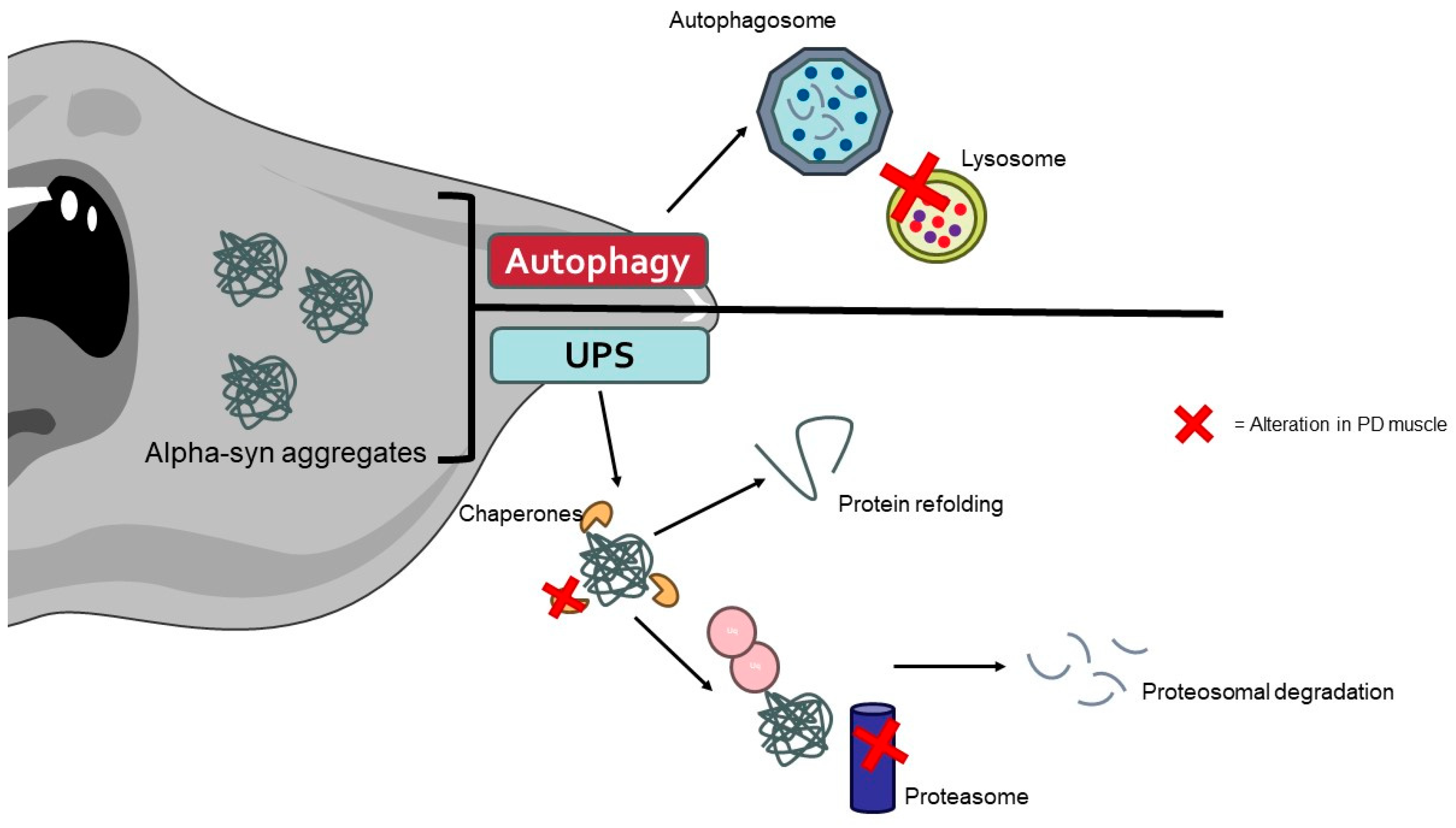 Biology 13 00719 g003