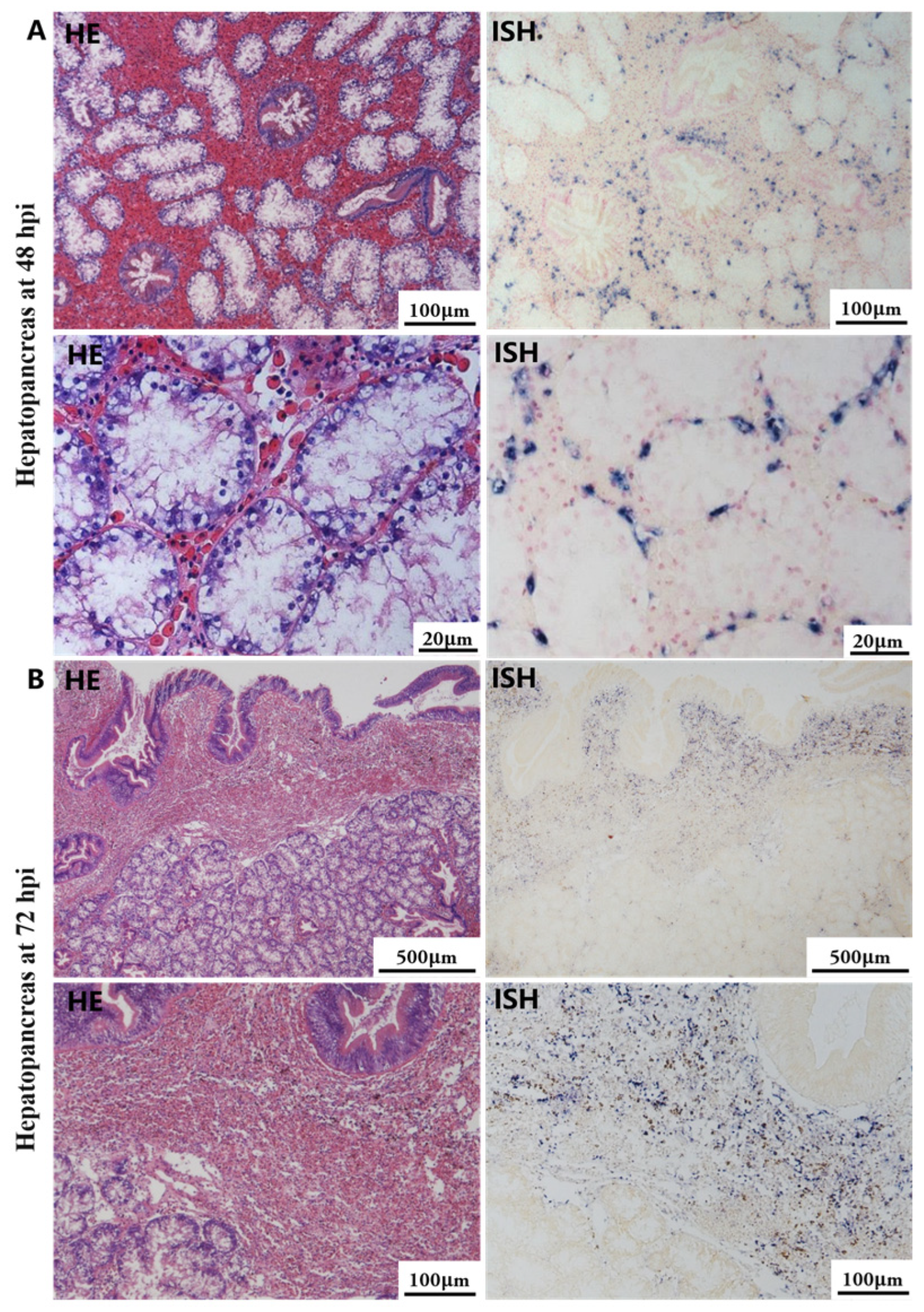 Biology 13 00720 g003