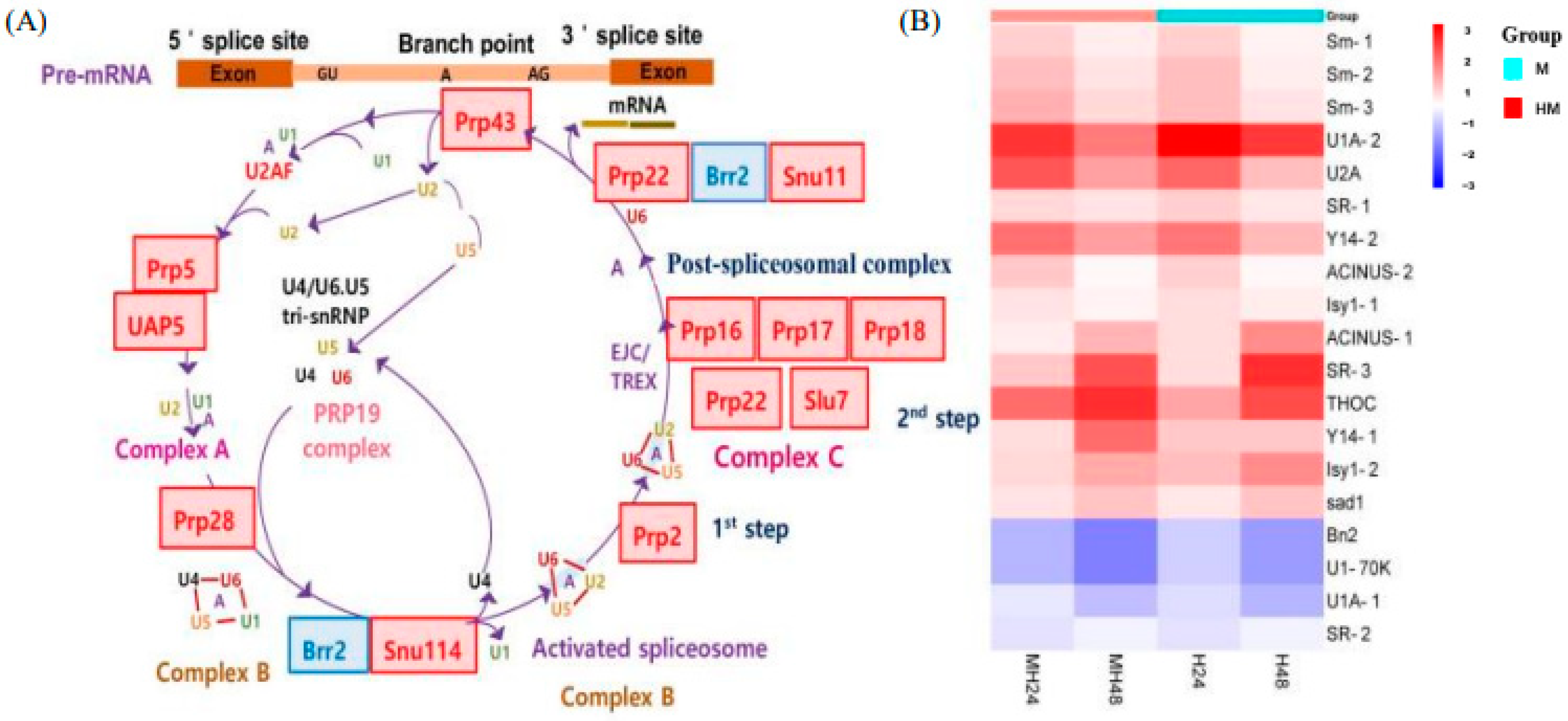 Biology 13 00725 g005