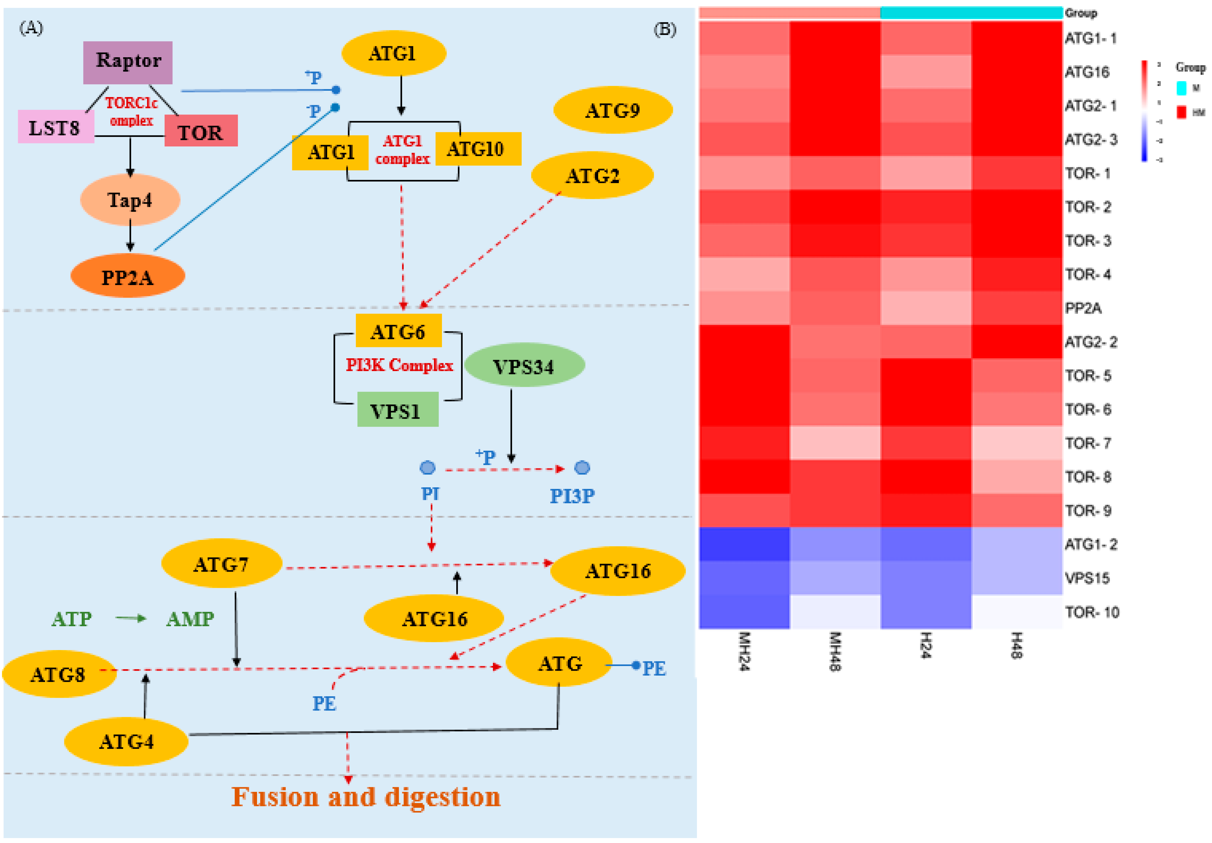 Biology 13 00725 g007