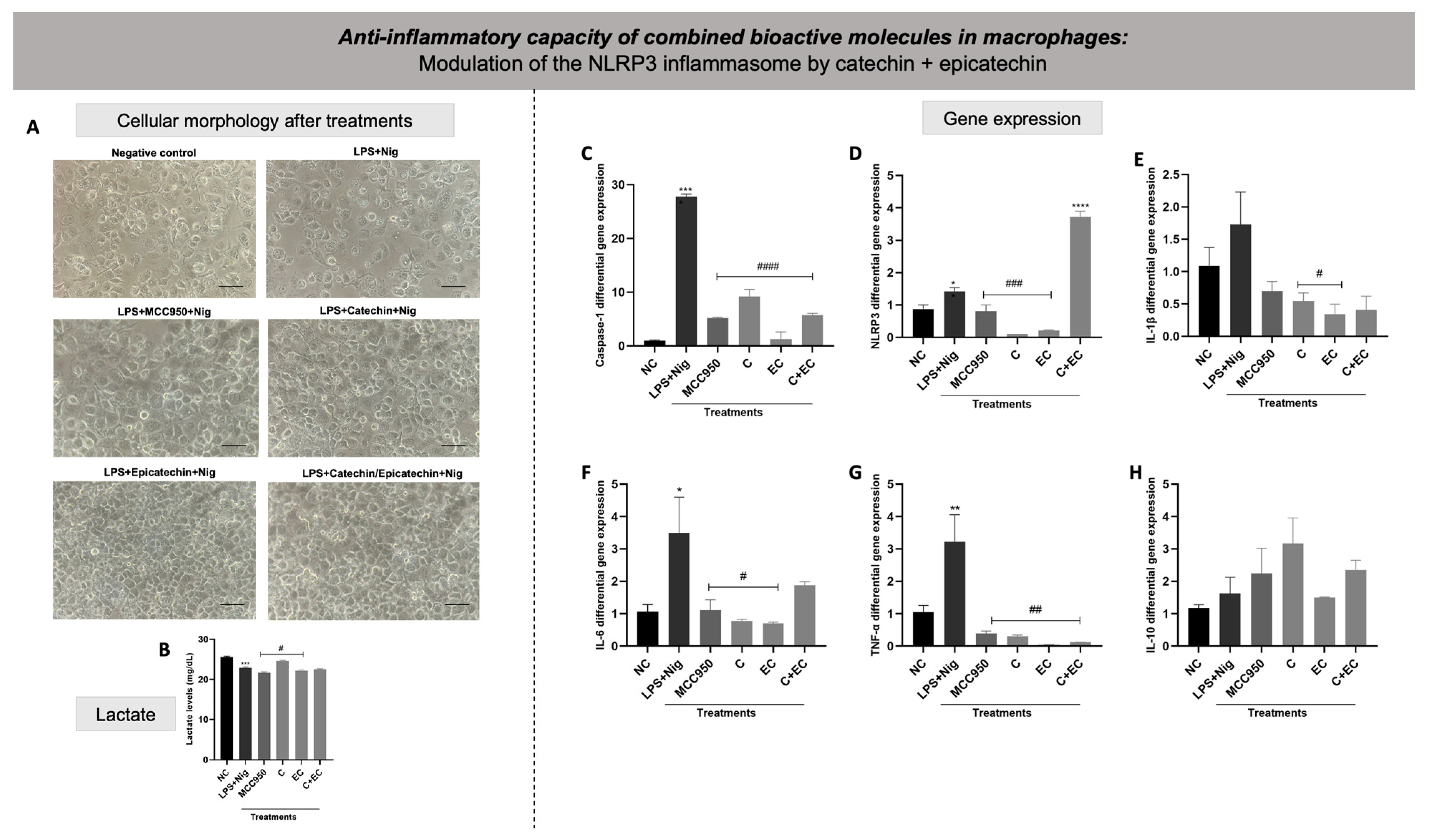 Biology 13 00729 g011