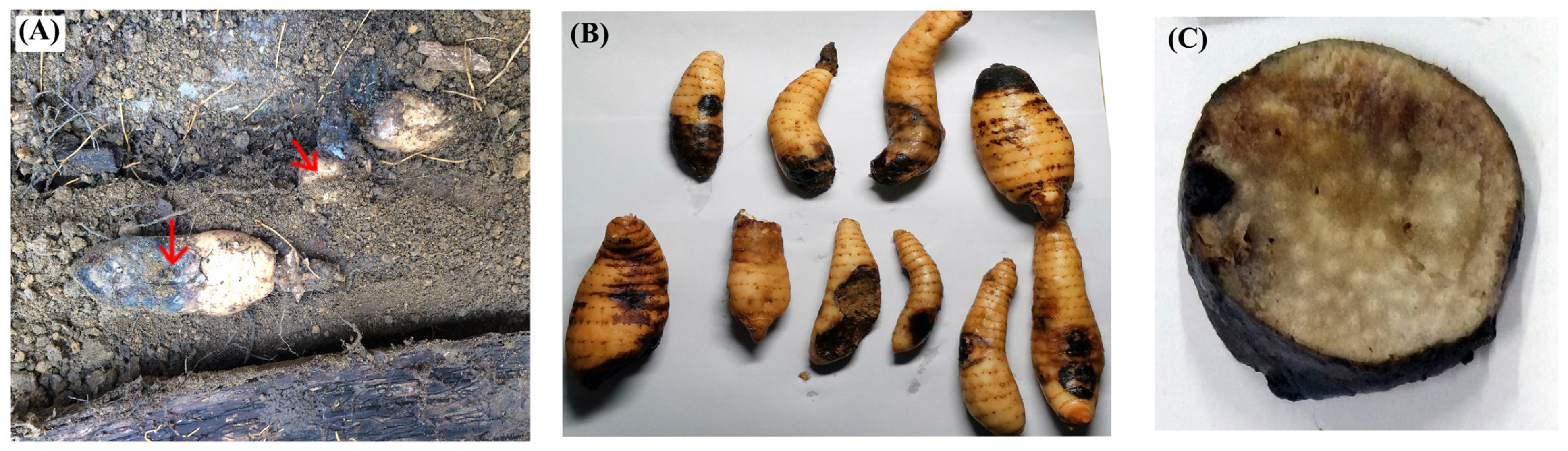 Biology 13 00730 g001a