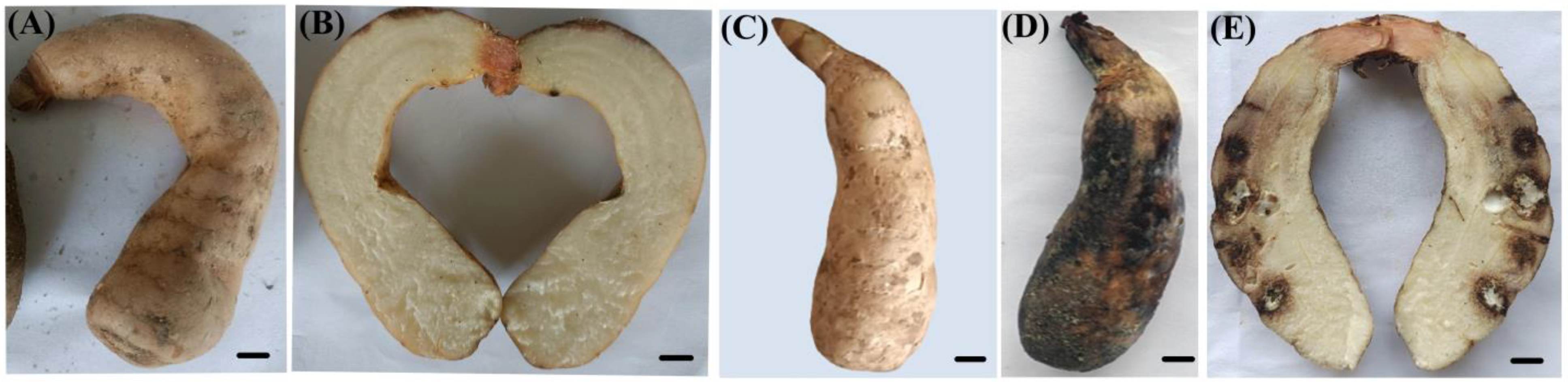 Biology 13 00730 g004