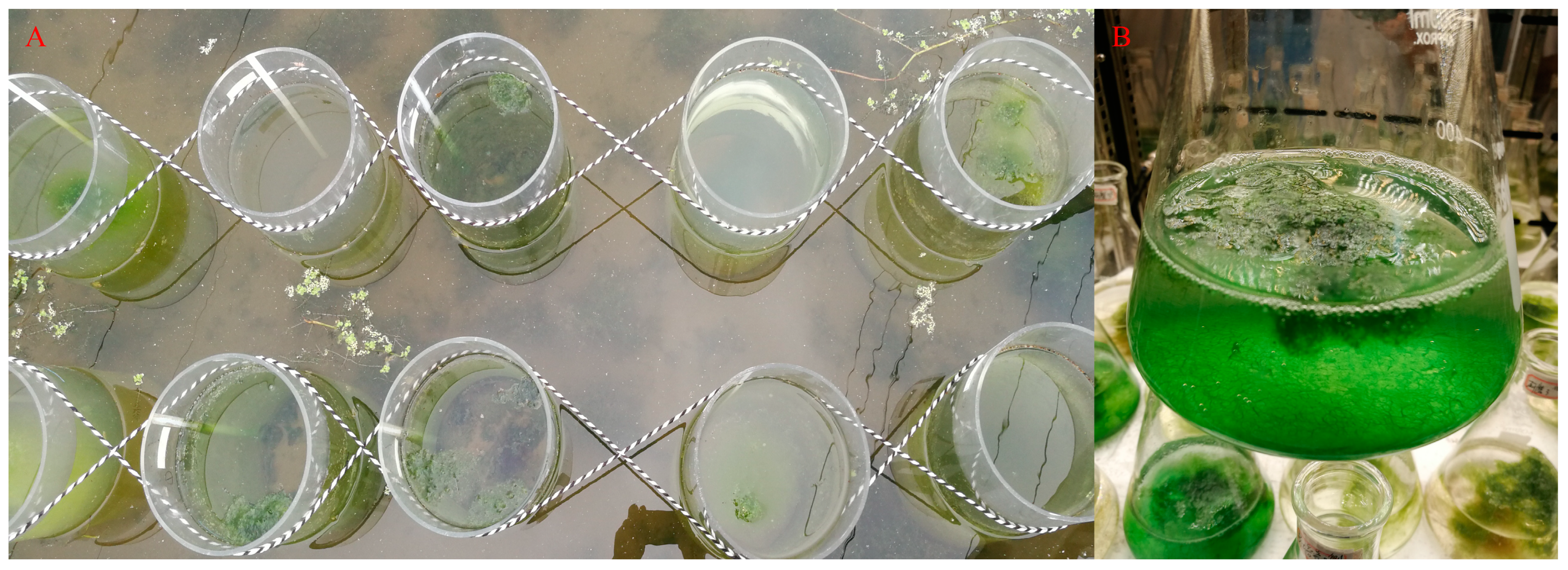 Biology 13 00739 g001